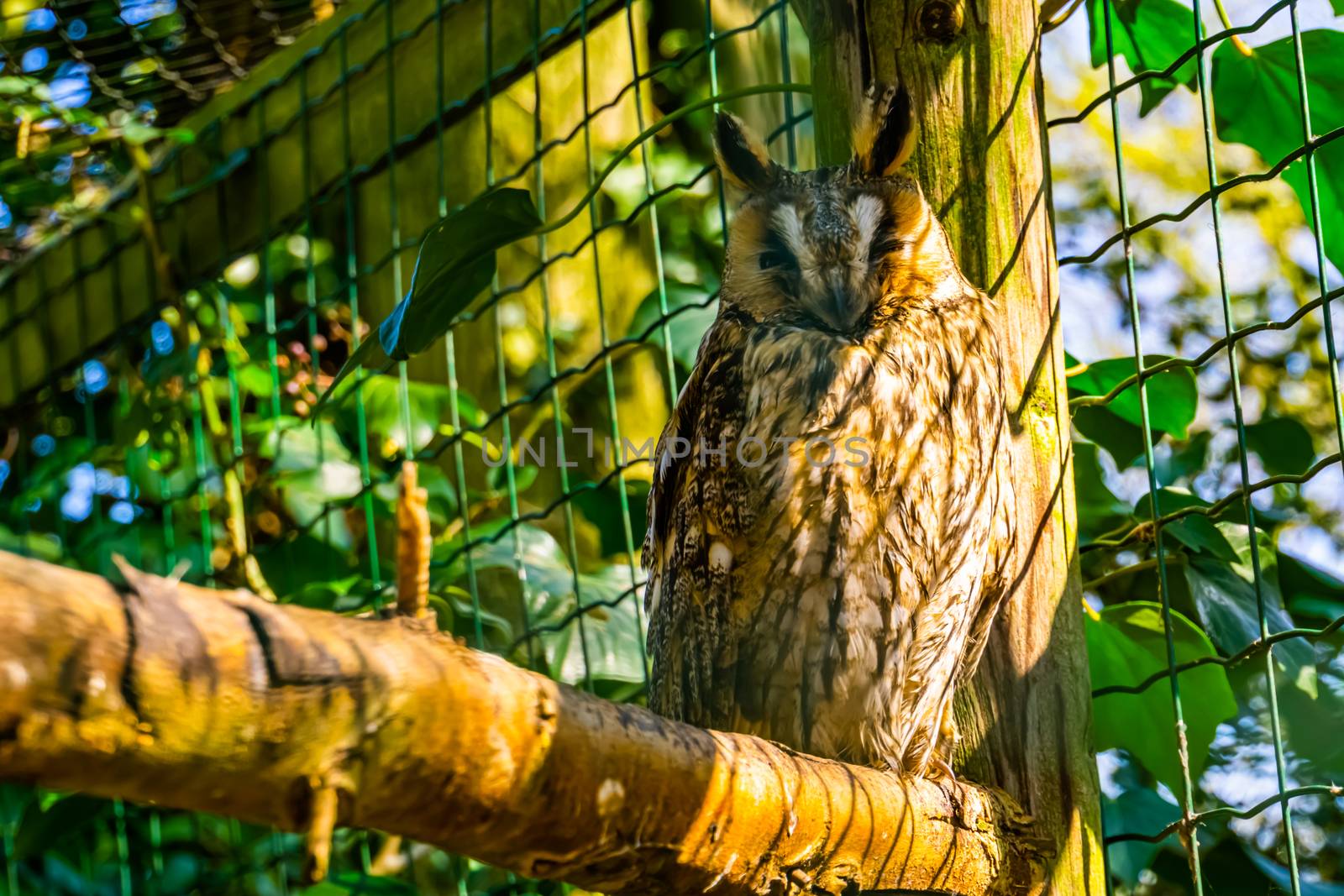 closeup portrait of a northern long eared owl, popular bird specie from Europe and America