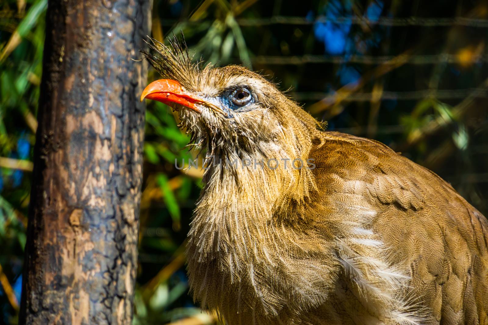 closeup portrait of a crested cariama, beautiful tropical bird specie from the amazon of brazil