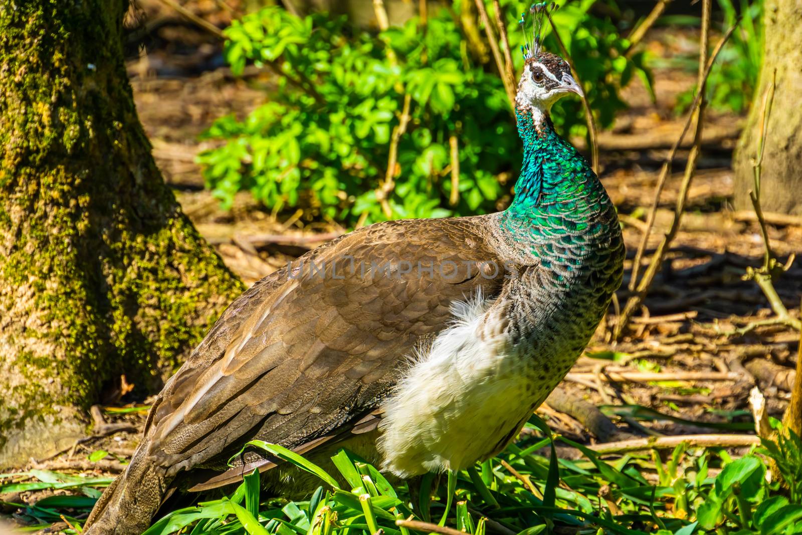 closeup portrait of a green indian peafowl, colorful tropical bird specie from India by charlottebleijenberg