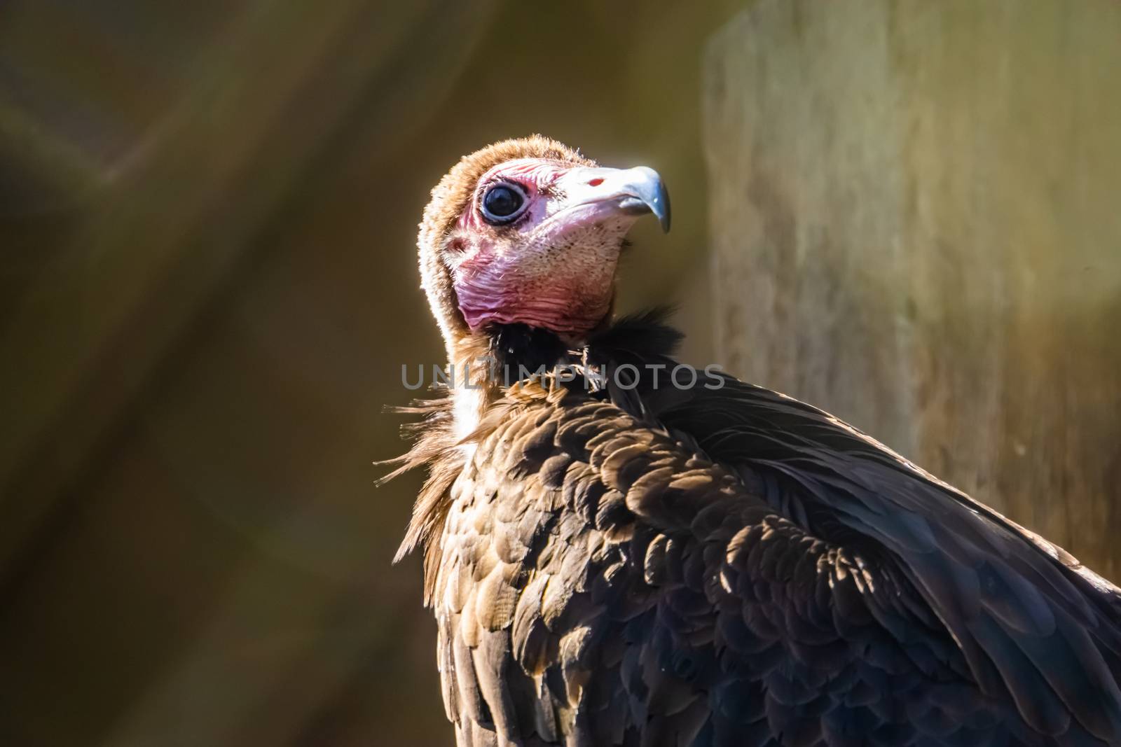 hooded vulture with its face in closeup, critically endangered scavenger bird from the desert of Africa by charlottebleijenberg