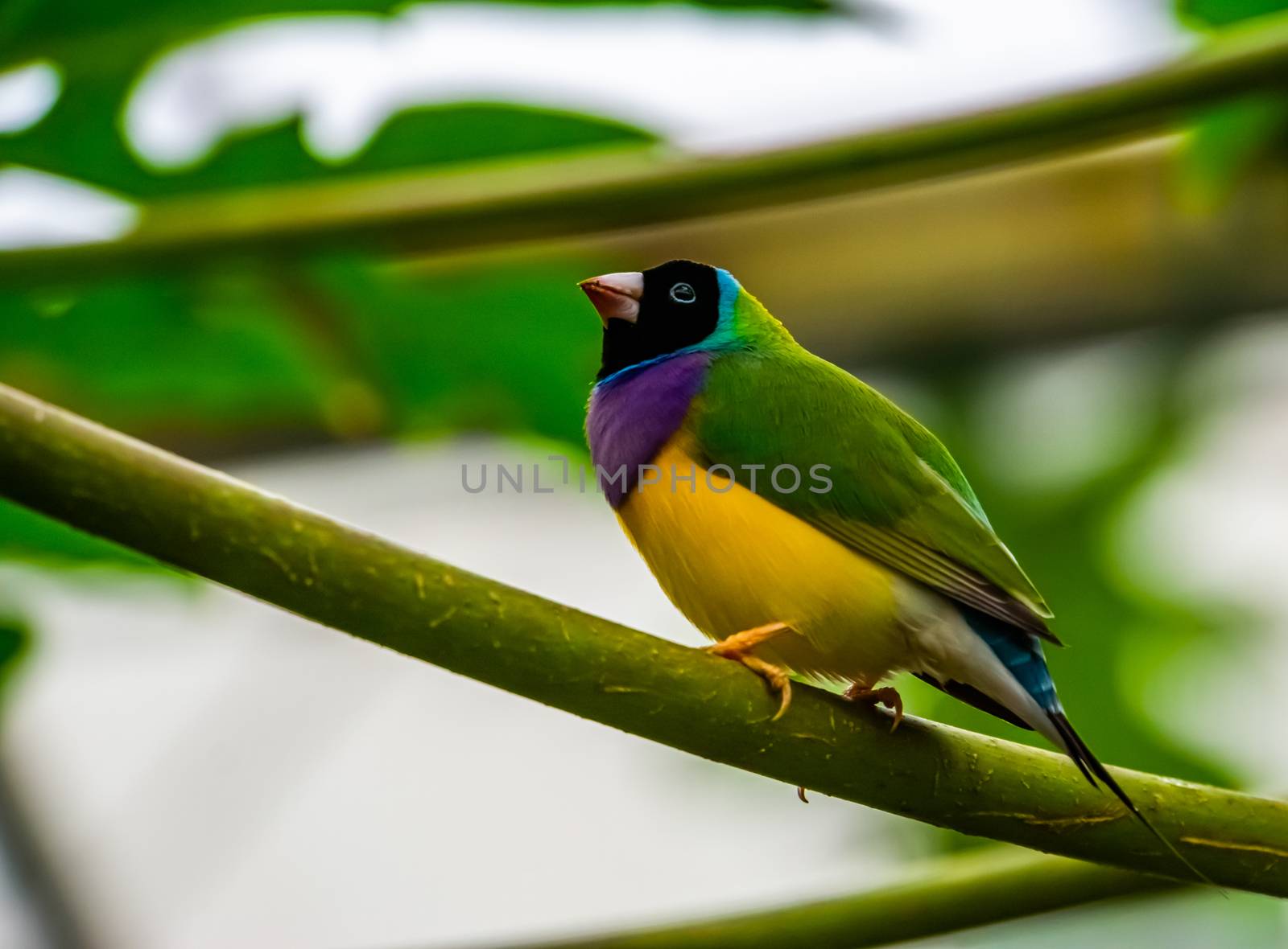portrait of a black headed gouldian finch, colorful tropical bird specie from Australia