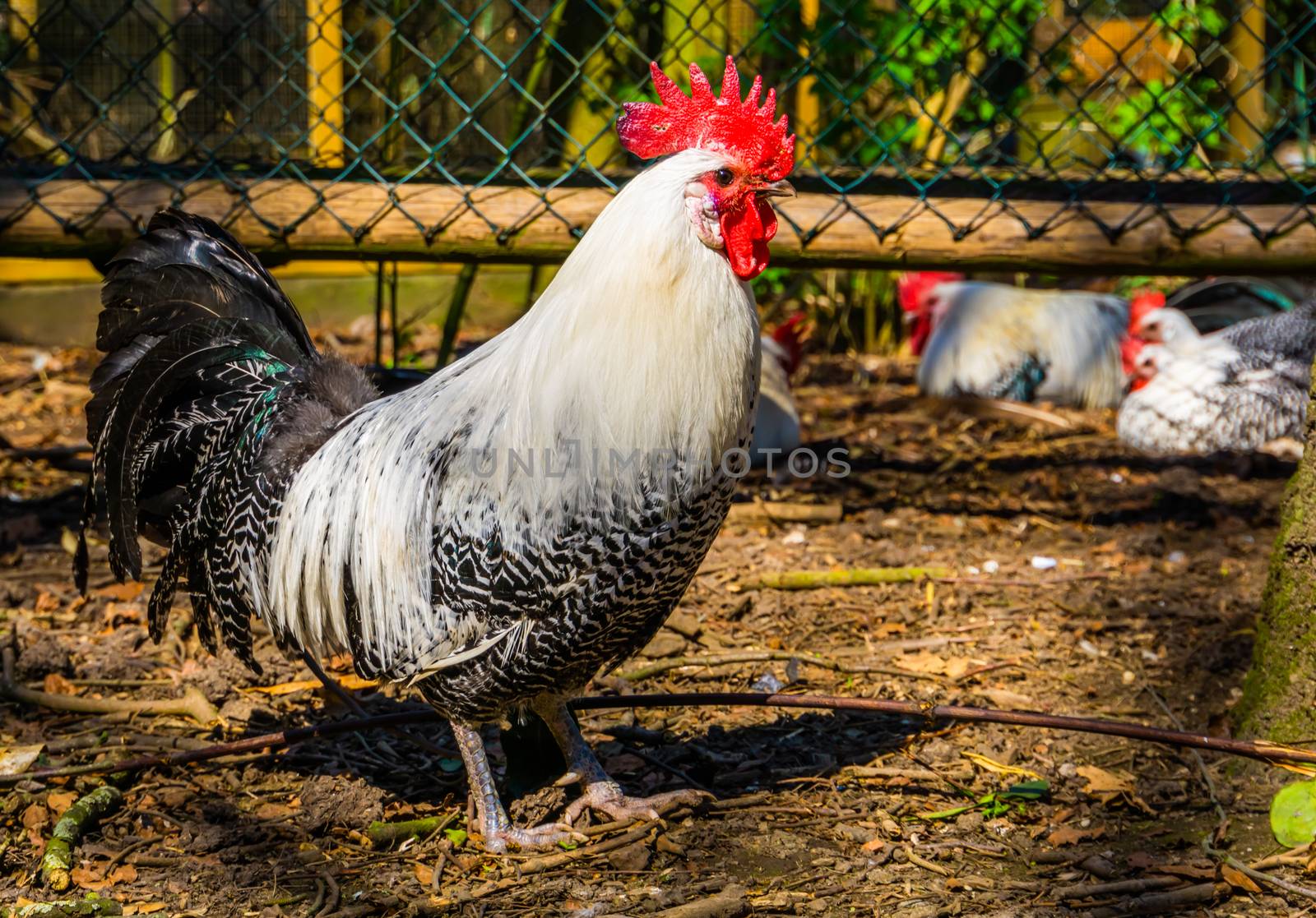 closeup portrait of a black and white brakel chicken, popular breed from belgium