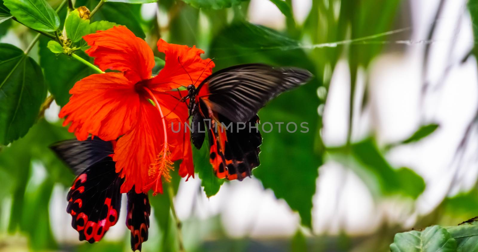 side closeup of a red scarlet butterfly on a chinese hibiscus flower, tropical insect specie from Asia