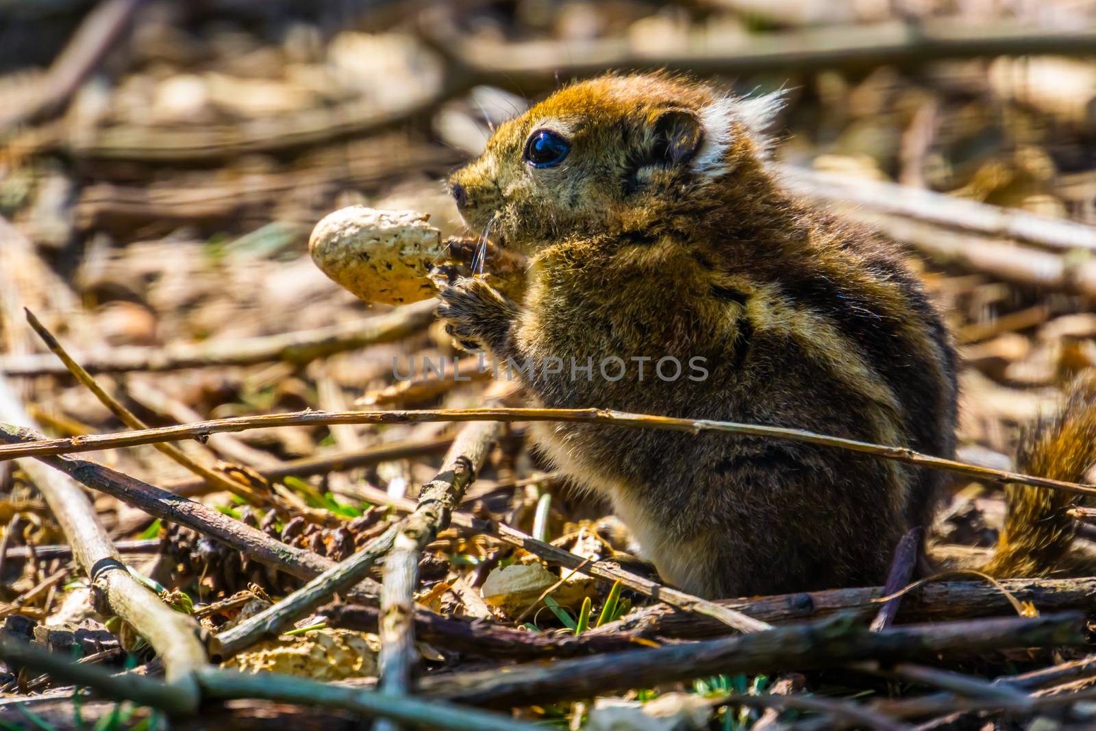 cute closeup portrait of an asiatic striped squirrel eating a nut, tropical rodent specie from Asia by charlottebleijenberg