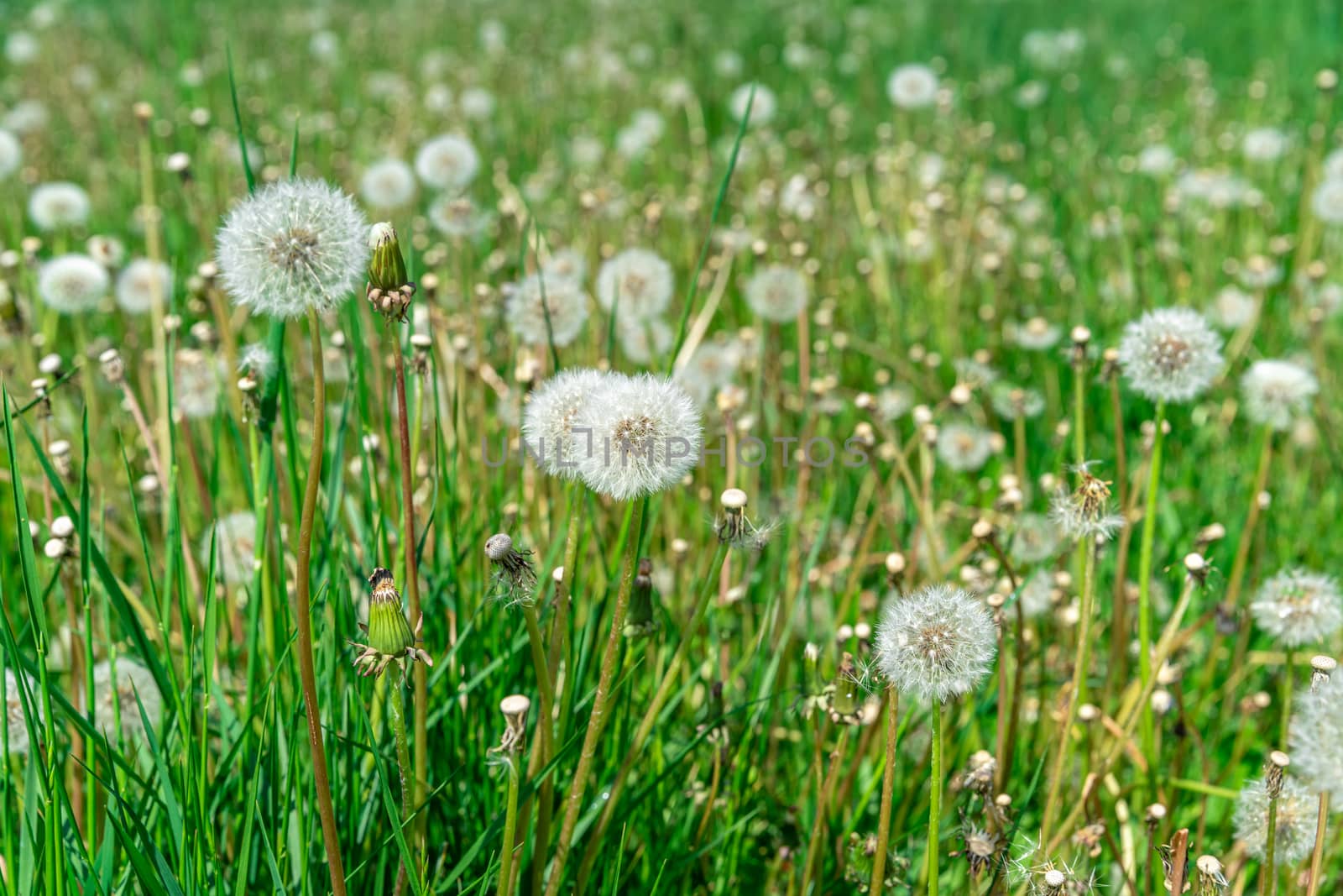 dandelions on a green field in summer time.