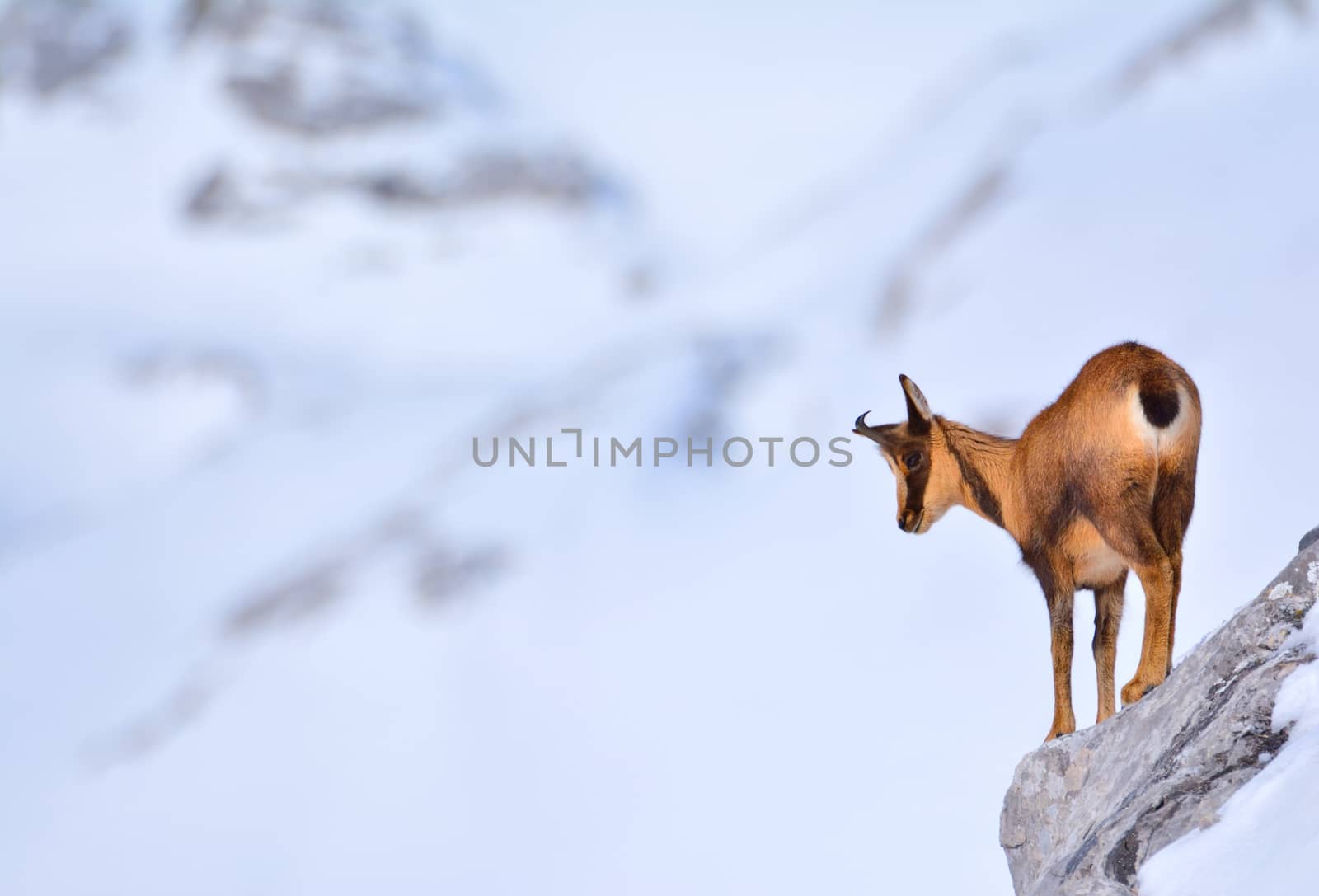 Chamois in the snow on the peaks of the National Park Picos de Europa in Spain. by CreativePhotoSpain