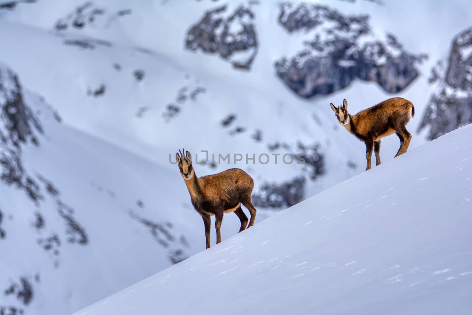 Chamois in the snow on the peaks of the National Park Picos de Europa in Spain. Rebeco,Rupicapra rupicapra.