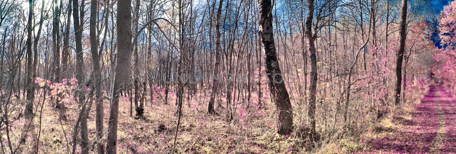 Beautiful pink and purple infrared panorama of a countryside lan by MP_foto71