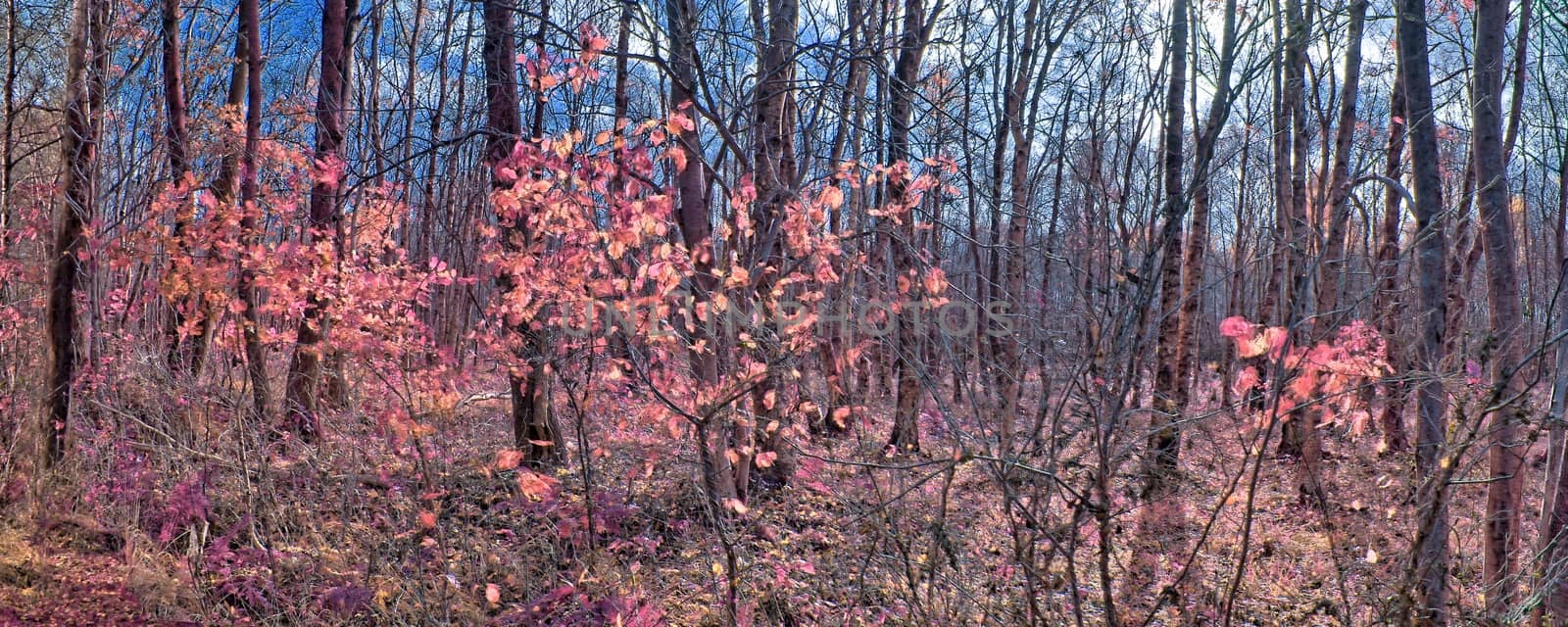 Beautiful pink and purple infrared panorama of a countryside lan by MP_foto71