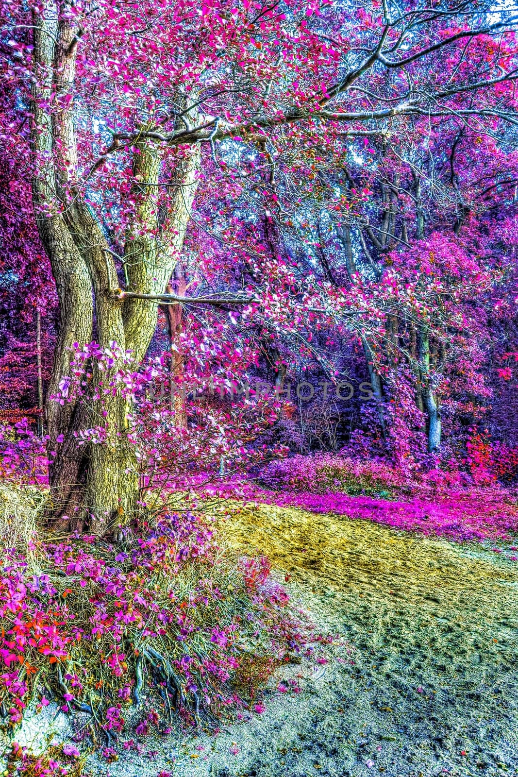 Beautiful pink and purple infrared panorama of a countryside landscape with a blue sky.