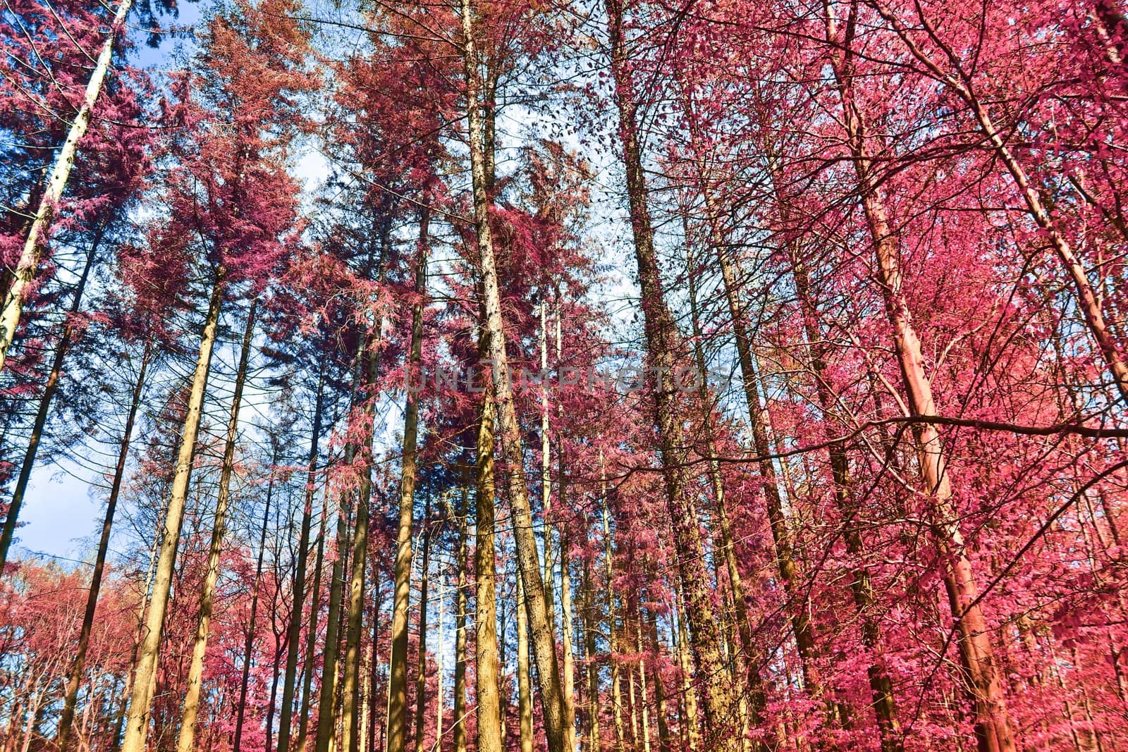 Beautiful pink and purple infrared panorama of a countryside landscape with a blue sky.