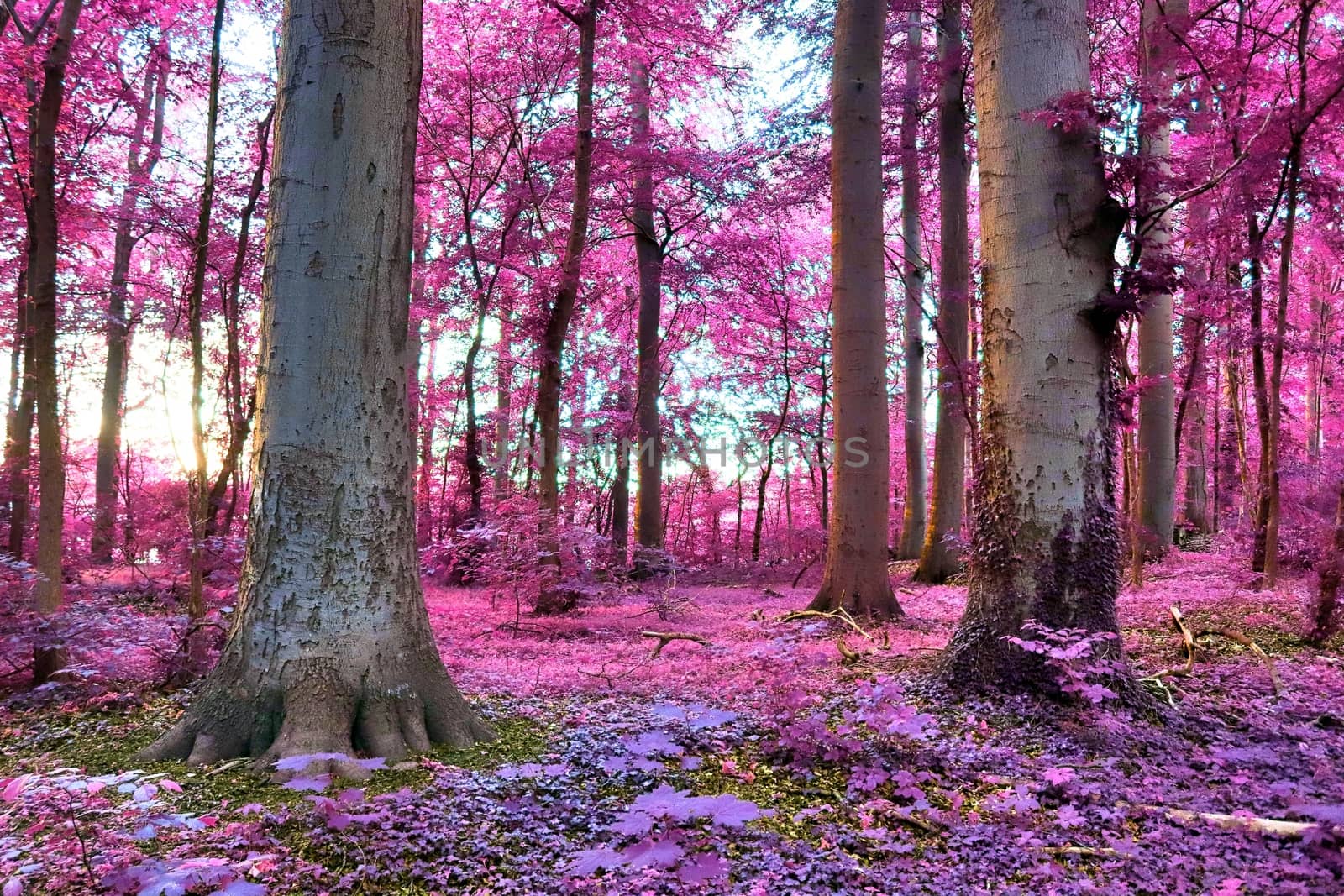 Beautiful pink and purple infrared panorama of a countryside landscape with a blue sky.