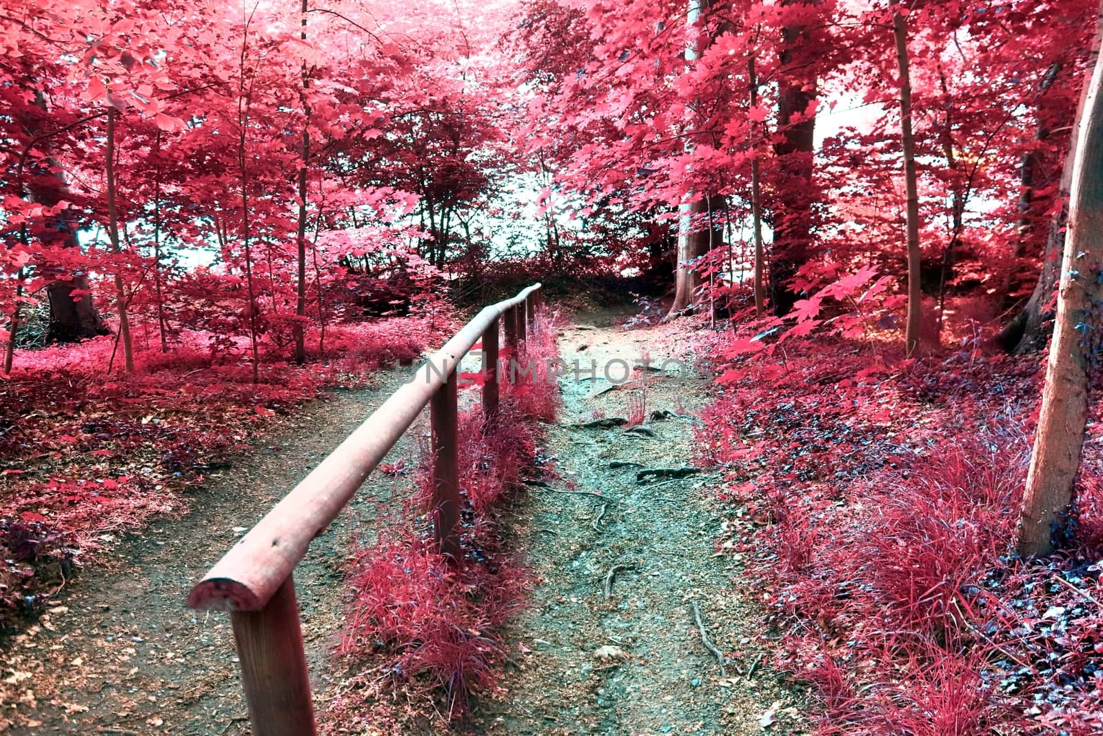 Beautiful pink and purple infrared panorama of a countryside landscape with a blue sky.