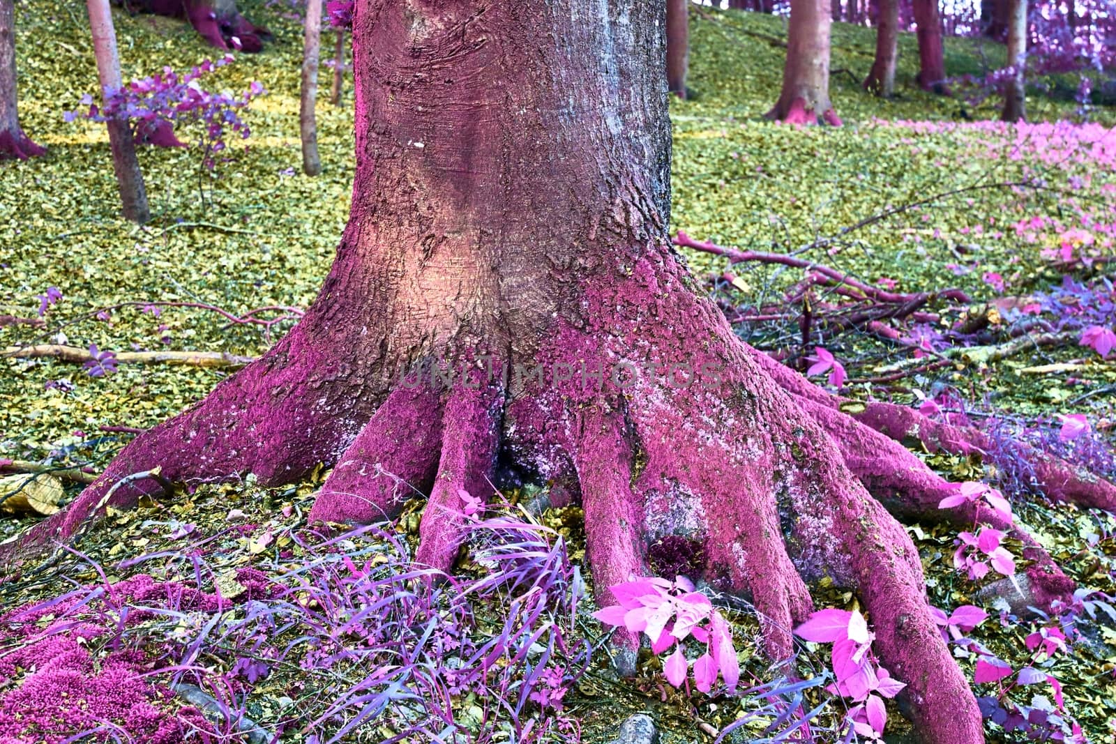 Beautiful pink and purple infrared panorama of a countryside landscape with a blue sky.