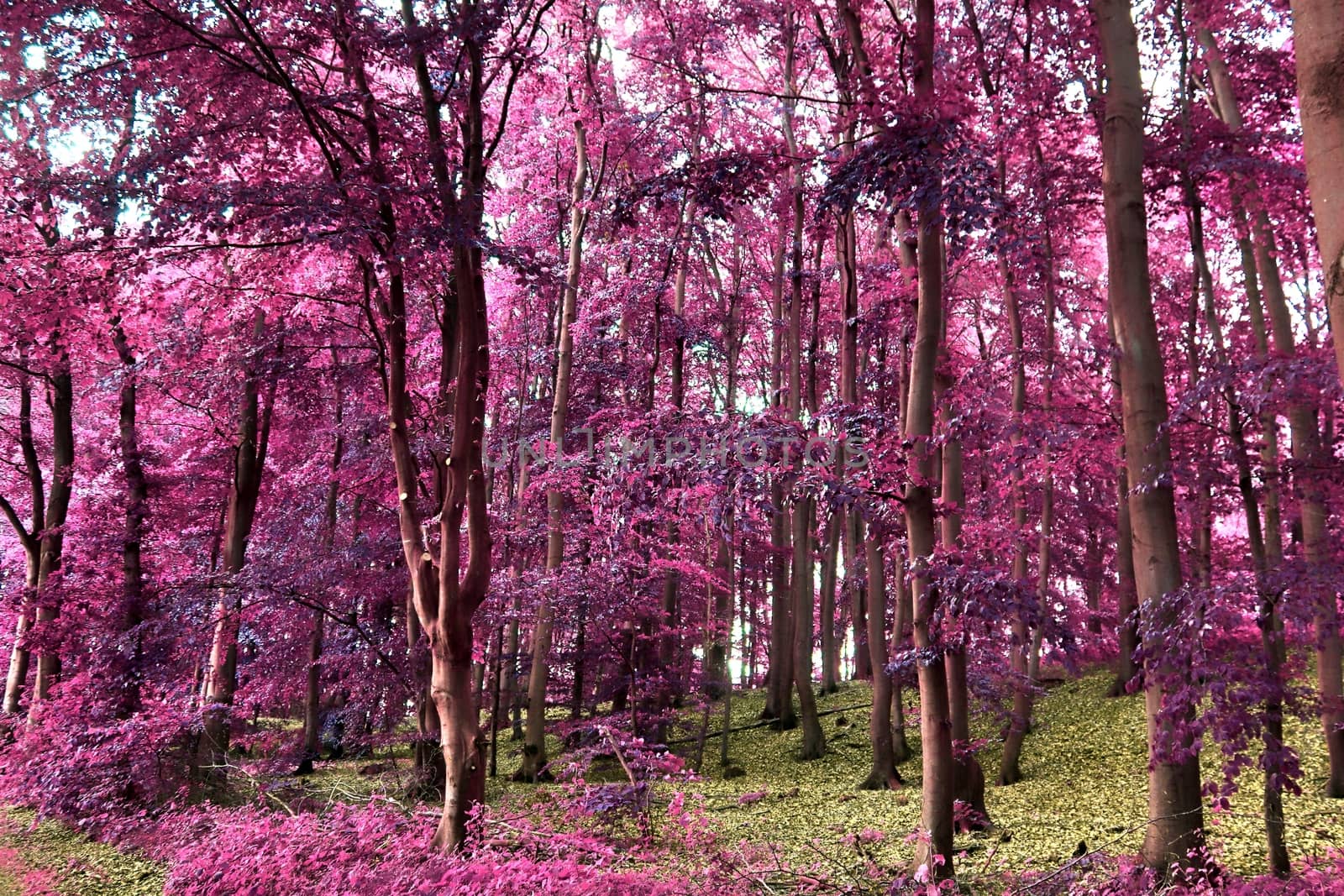 Beautiful pink and purple infrared panorama of a countryside landscape with a blue sky.