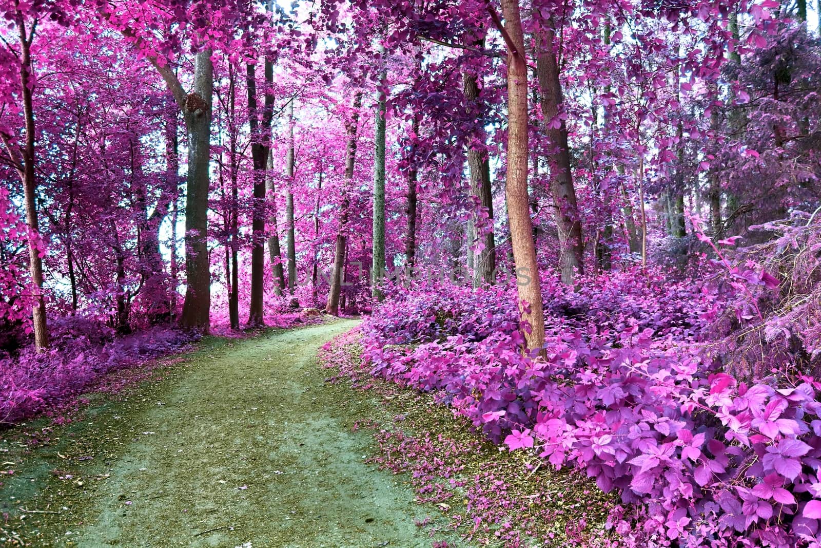 Beautiful pink and purple infrared panorama of a countryside lan by MP_foto71