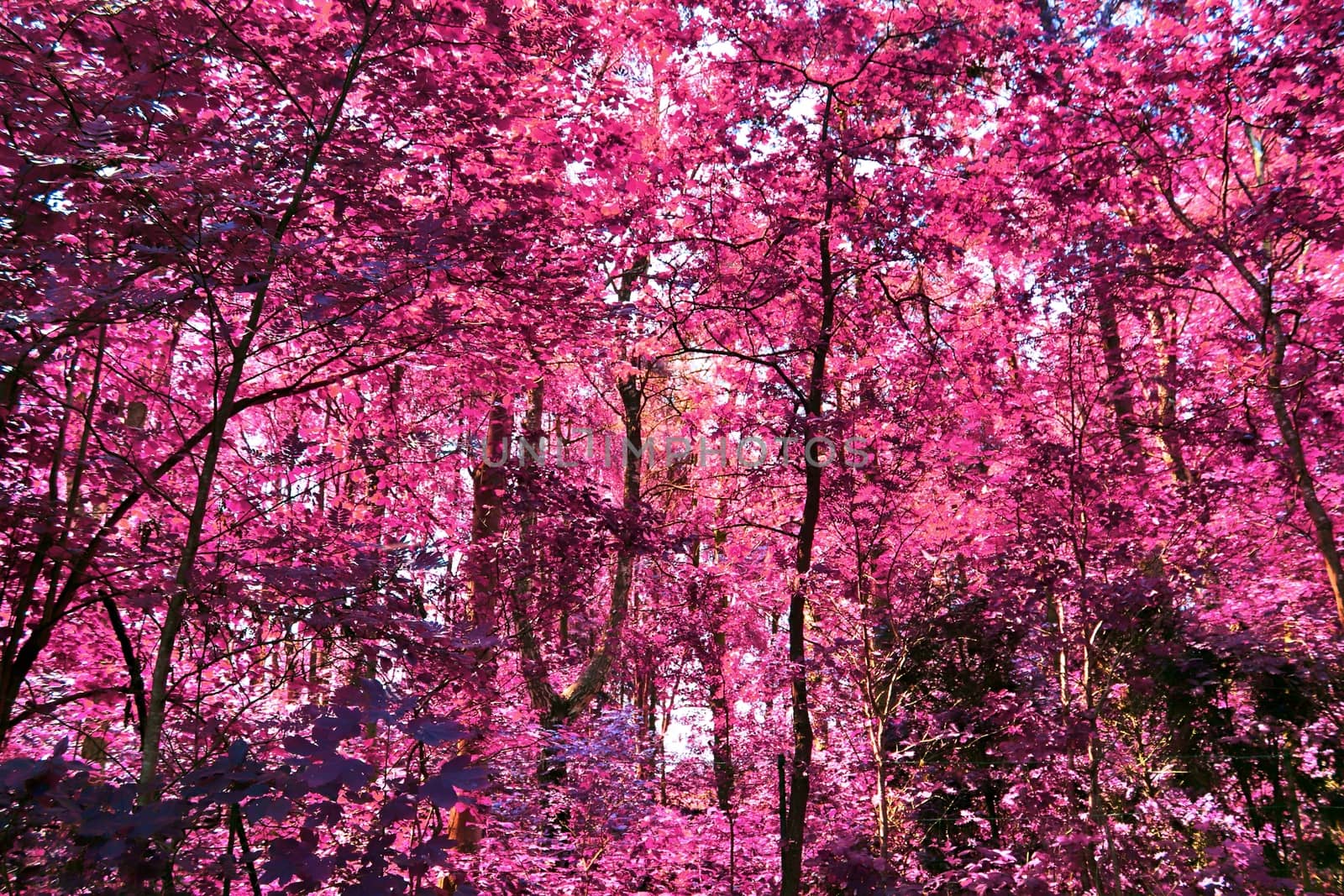 Beautiful pink and purple infrared panorama of a countryside landscape with a blue sky.