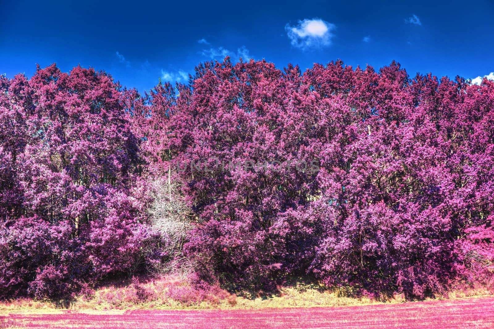 Beautiful pink and purple infrared panorama of a countryside lan by MP_foto71