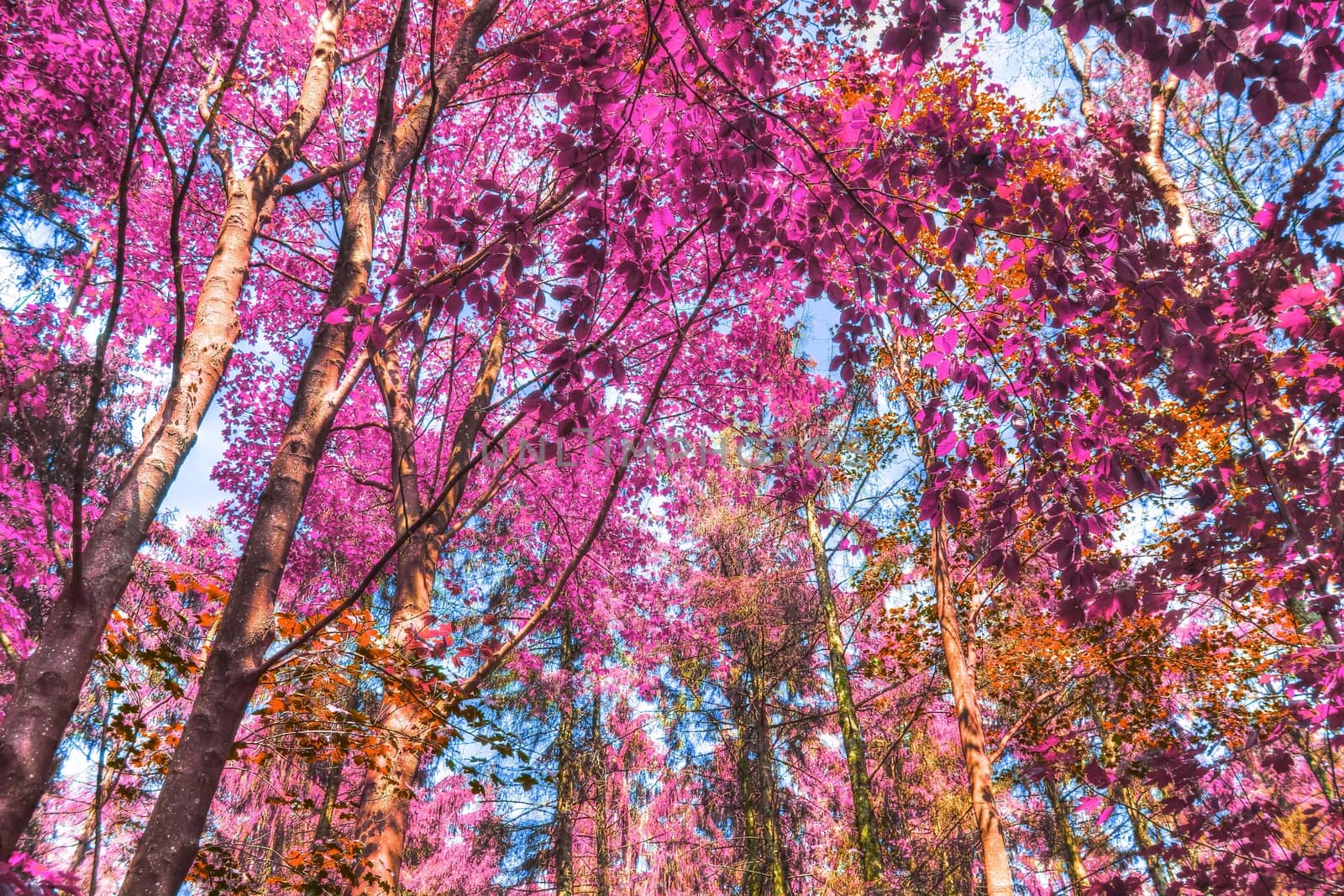 Beautiful pink and purple infrared panorama of a countryside landscape with a blue sky.