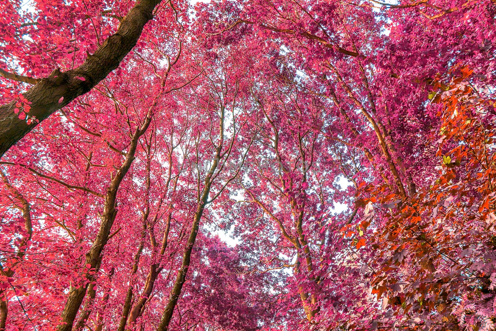 Beautiful pink and purple infrared panorama of a countryside landscape with a blue sky.