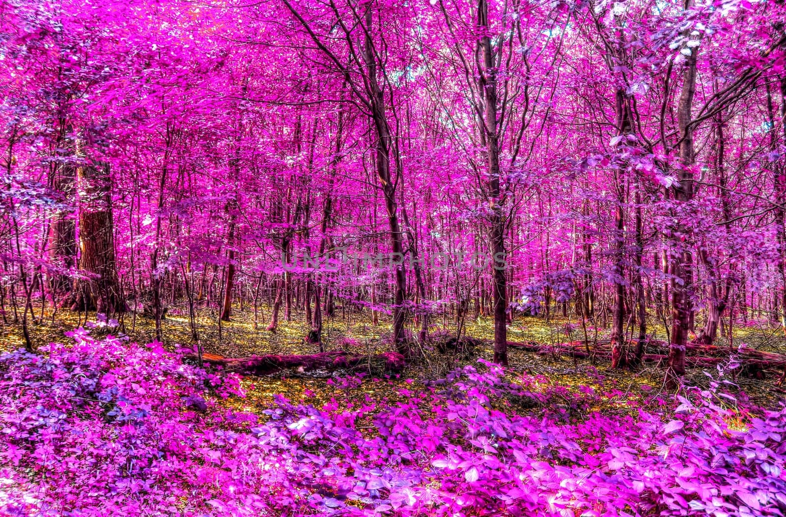 Beautiful pink and purple infrared panorama of a countryside landscape with a blue sky.