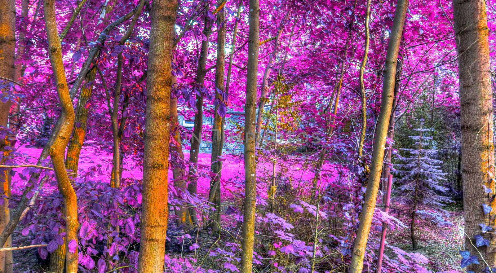 Beautiful pink and purple infrared panorama of a countryside lan by MP_foto71