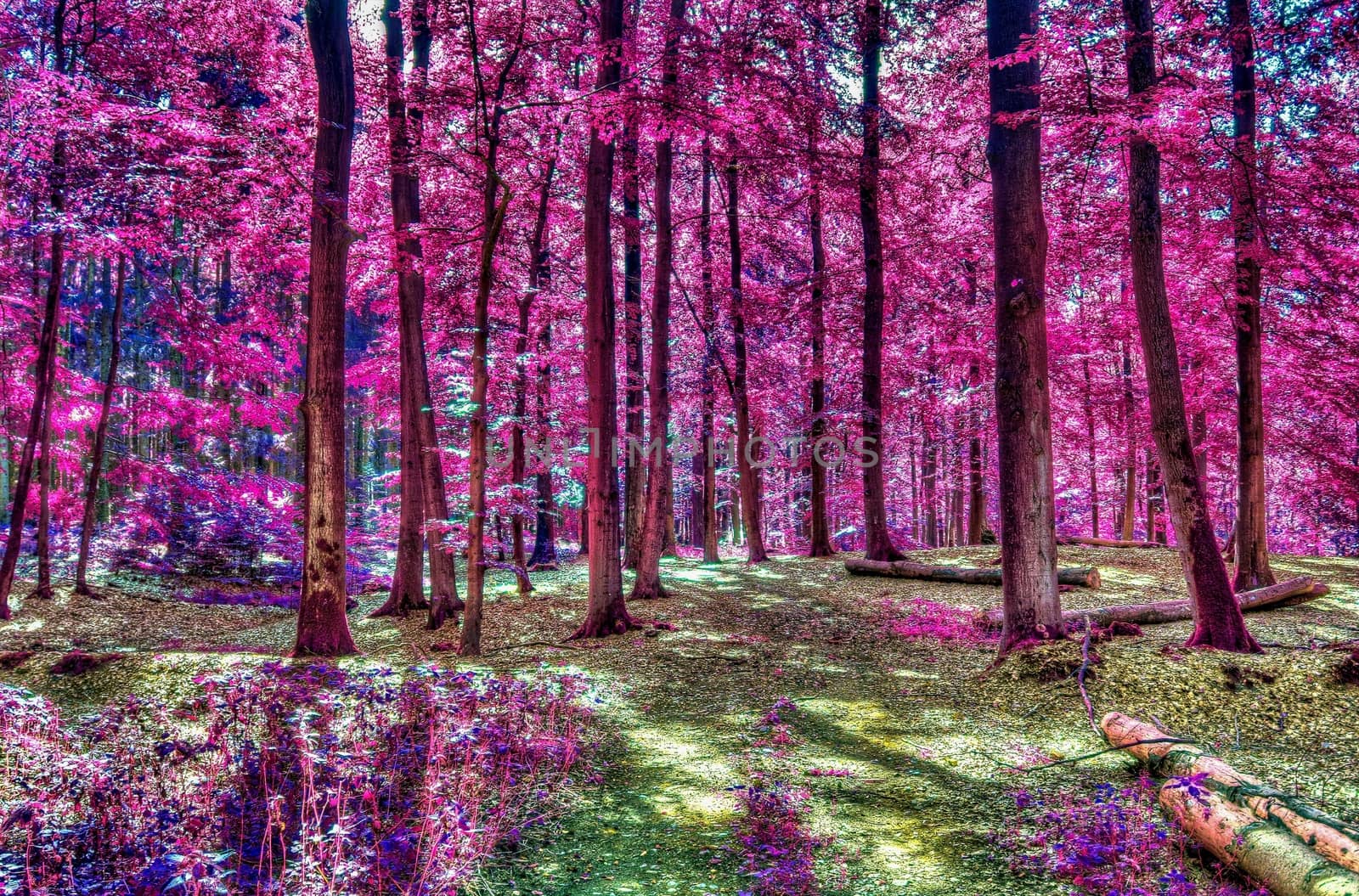 Beautiful pink and purple infrared panorama of a countryside lan by MP_foto71