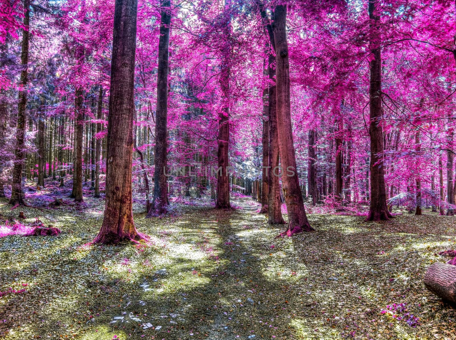 Beautiful pink and purple infrared panorama of a countryside lan by MP_foto71