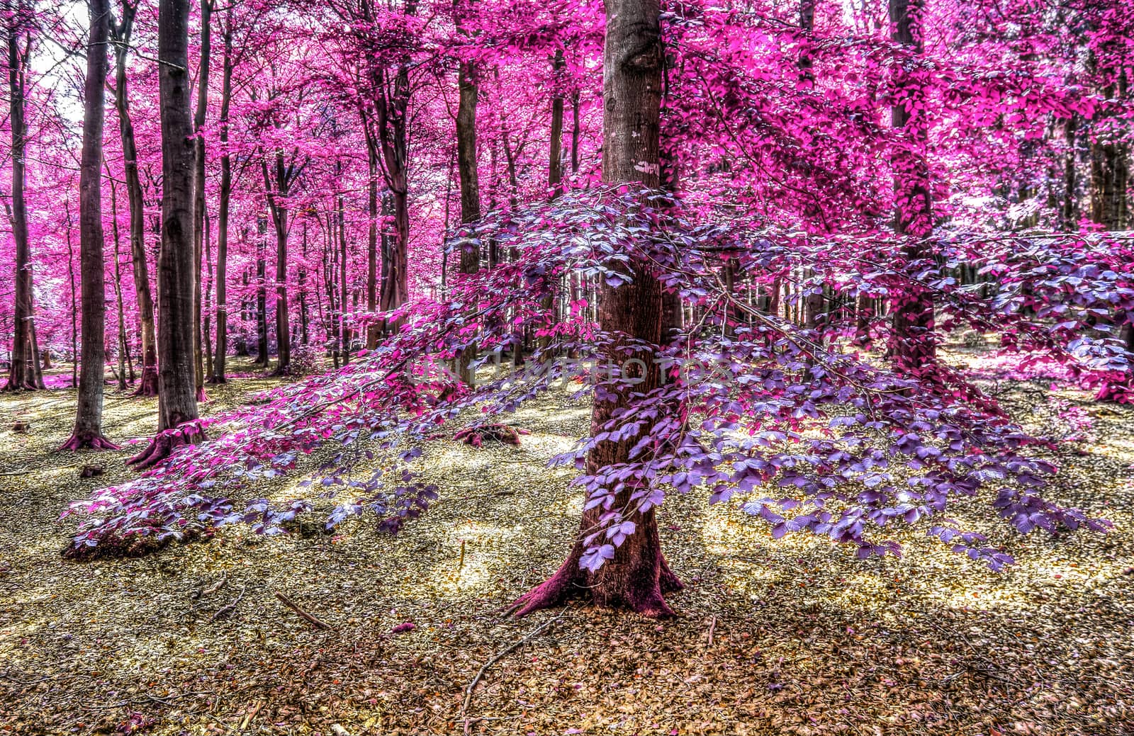 Beautiful pink and purple infrared panorama of a countryside landscape with a blue sky.