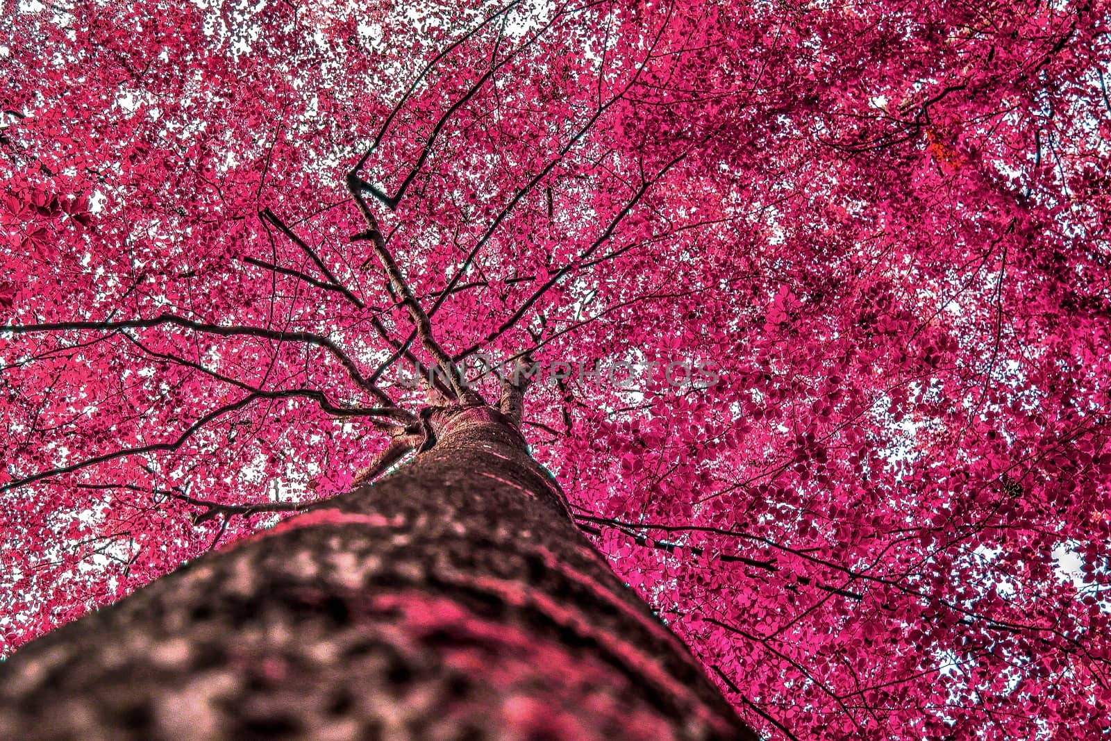 Beautiful pink and purple infrared panorama of a countryside lan by MP_foto71