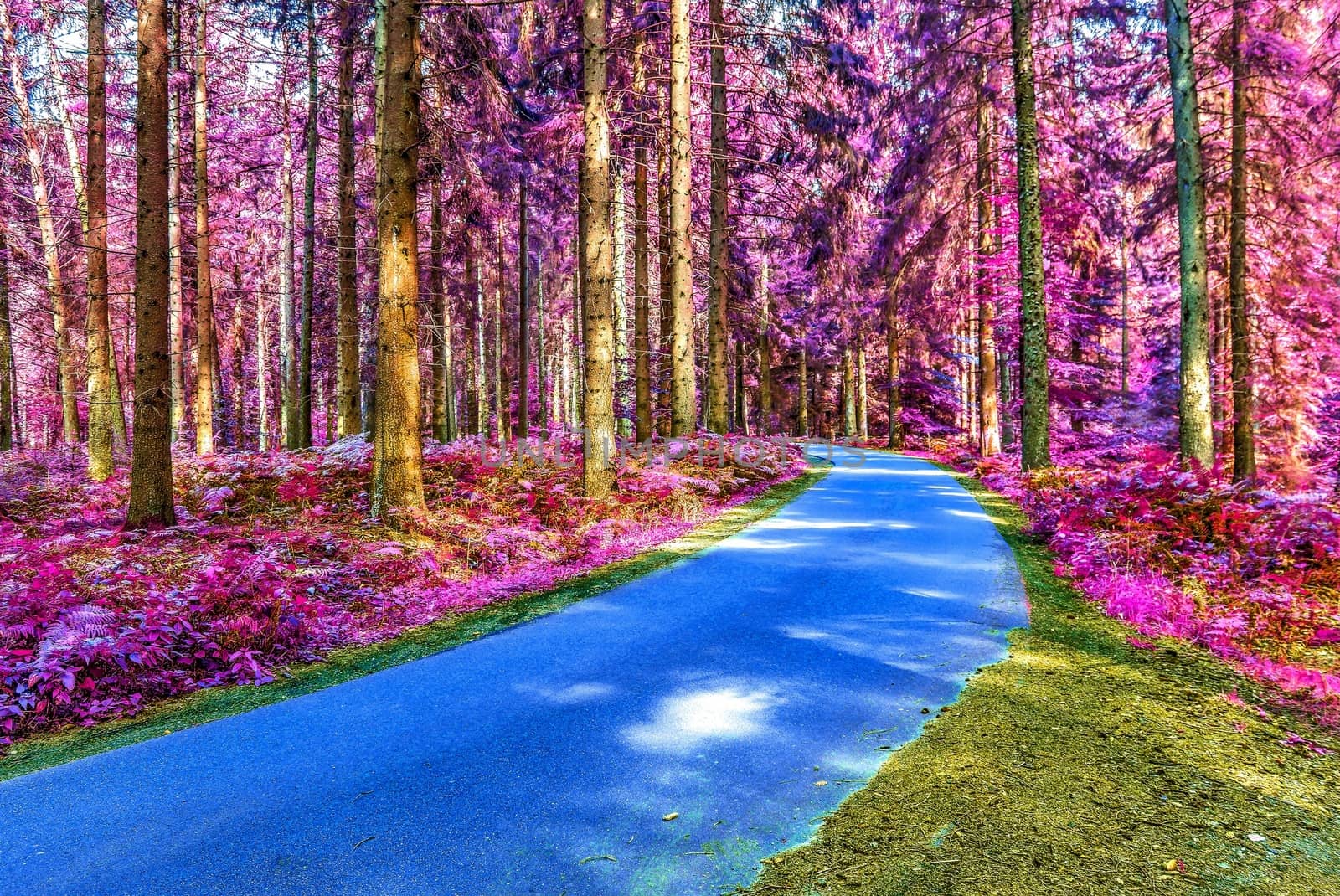 Beautiful pink and purple infrared panorama of a countryside landscape with a blue sky.