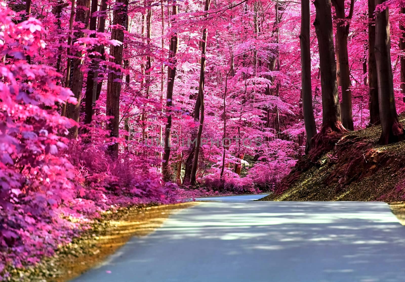 Beautiful pink and purple infrared panorama of a countryside landscape with a blue sky.