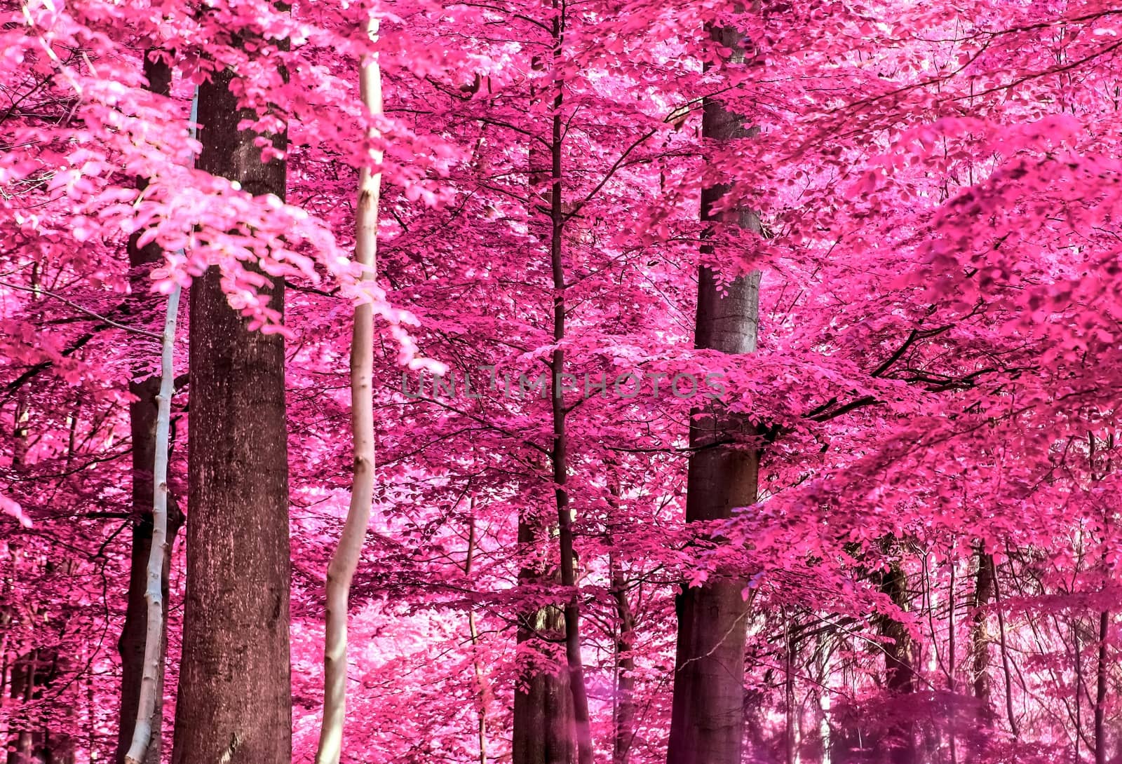 Beautiful pink and purple infrared panorama of a countryside lan by MP_foto71