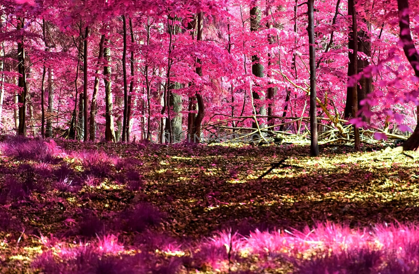 Beautiful pink and purple infrared panorama of a countryside lan by MP_foto71