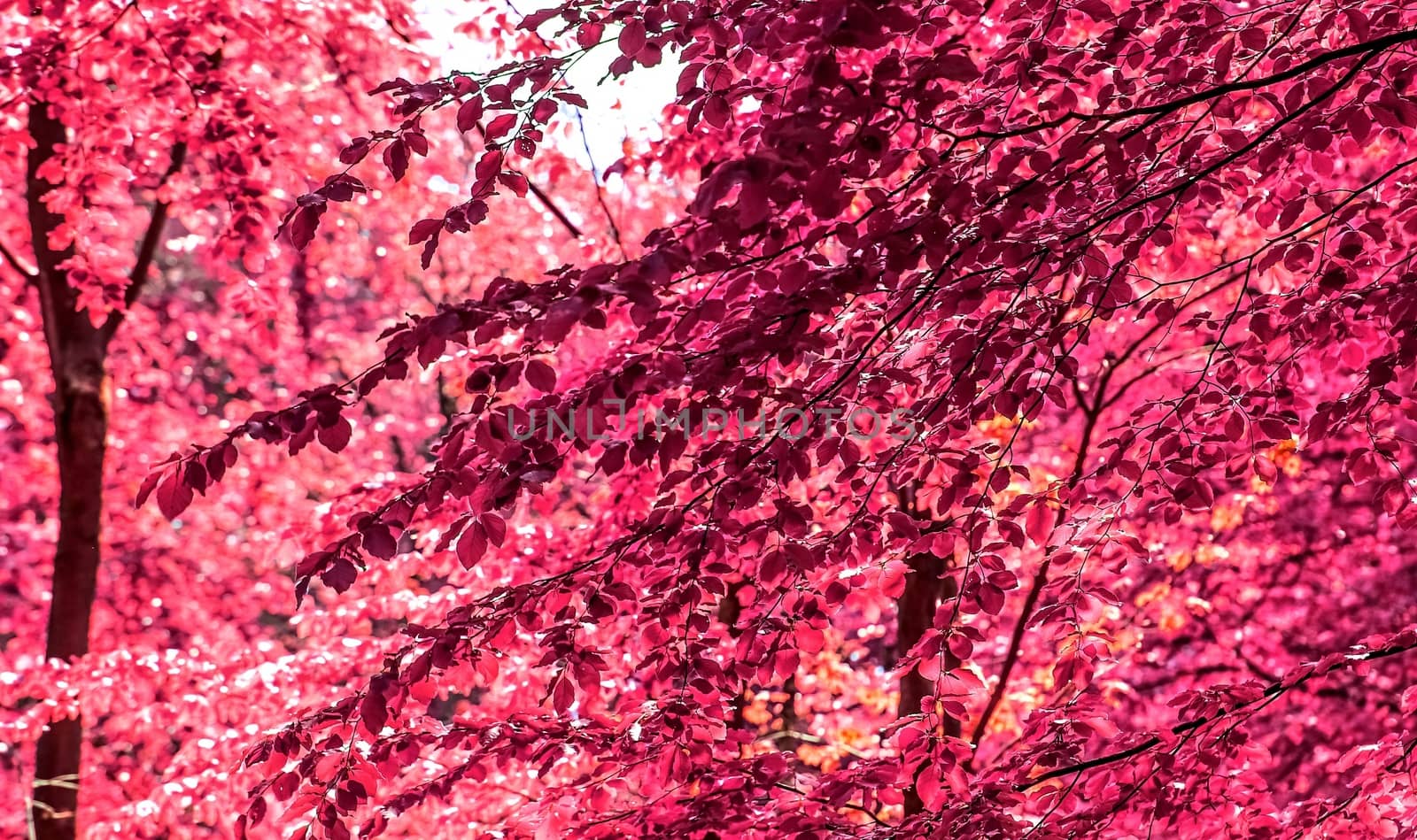 Beautiful pink and purple infrared panorama of a countryside landscape with a blue sky.