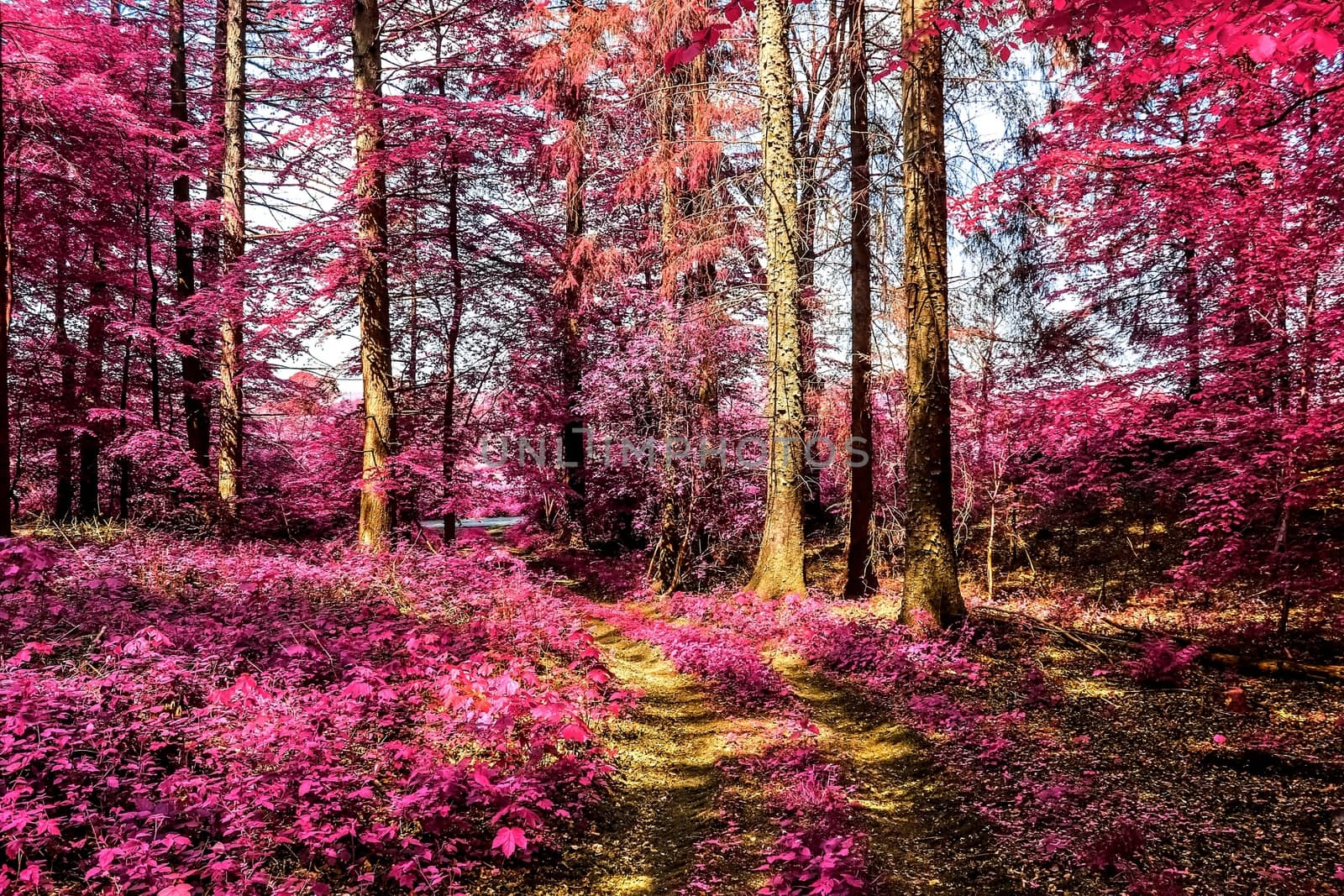 Beautiful pink and purple infrared panorama of a countryside lan by MP_foto71