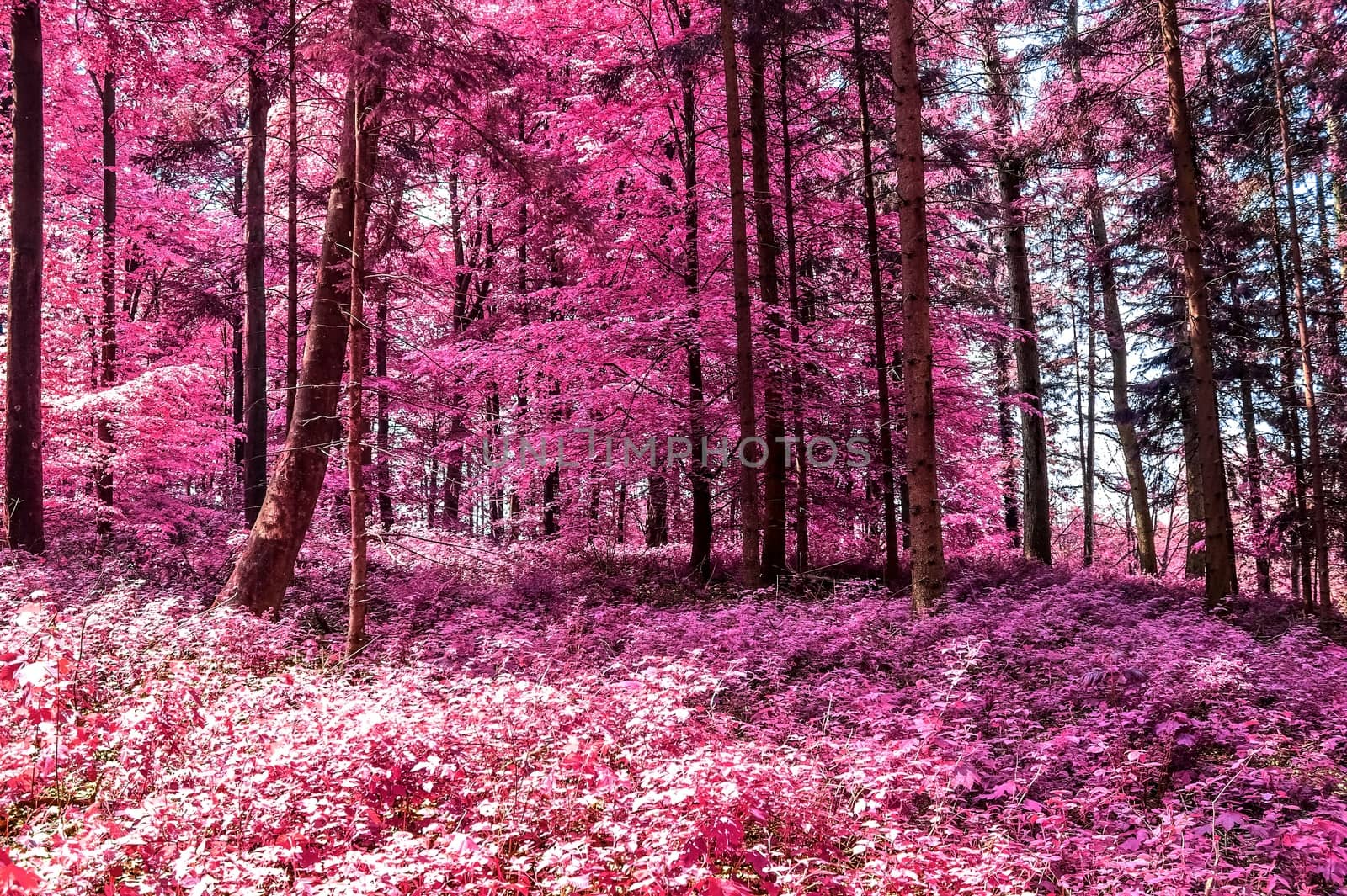 Beautiful pink and purple infrared panorama of a countryside lan by MP_foto71