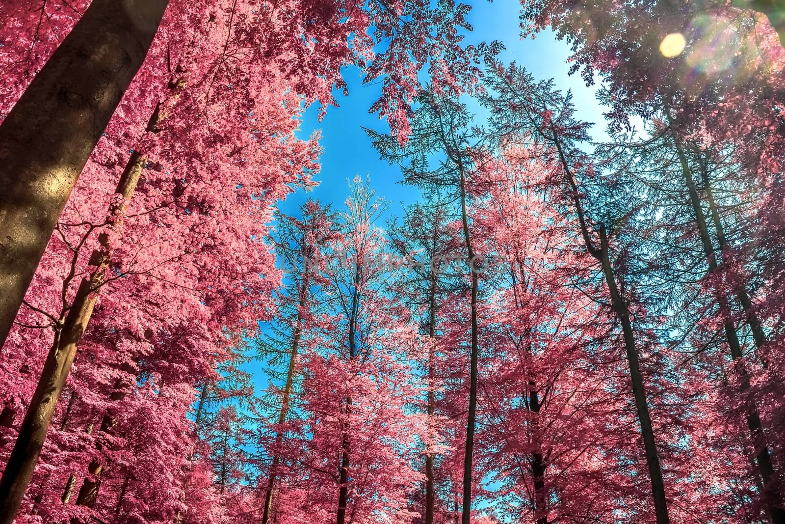 Beautiful pink and purple infrared panorama of a countryside lan by MP_foto71