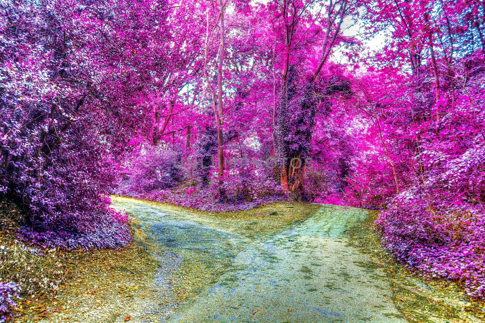 Beautiful pink and purple infrared panorama of a countryside landscape with a blue sky.