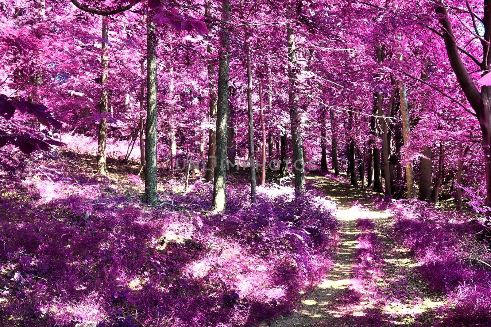 Beautiful pink and purple infrared panorama of a countryside landscape with a blue sky.