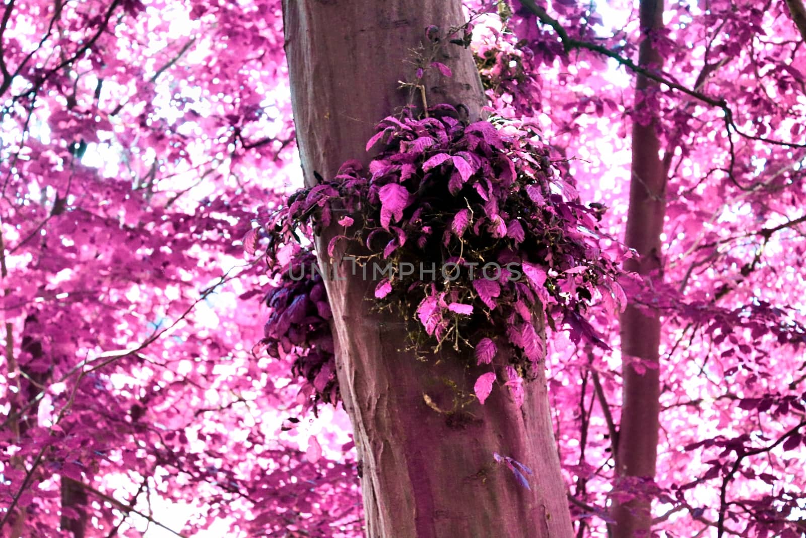 Beautiful pink and purple infrared panorama of a countryside landscape with a blue sky.