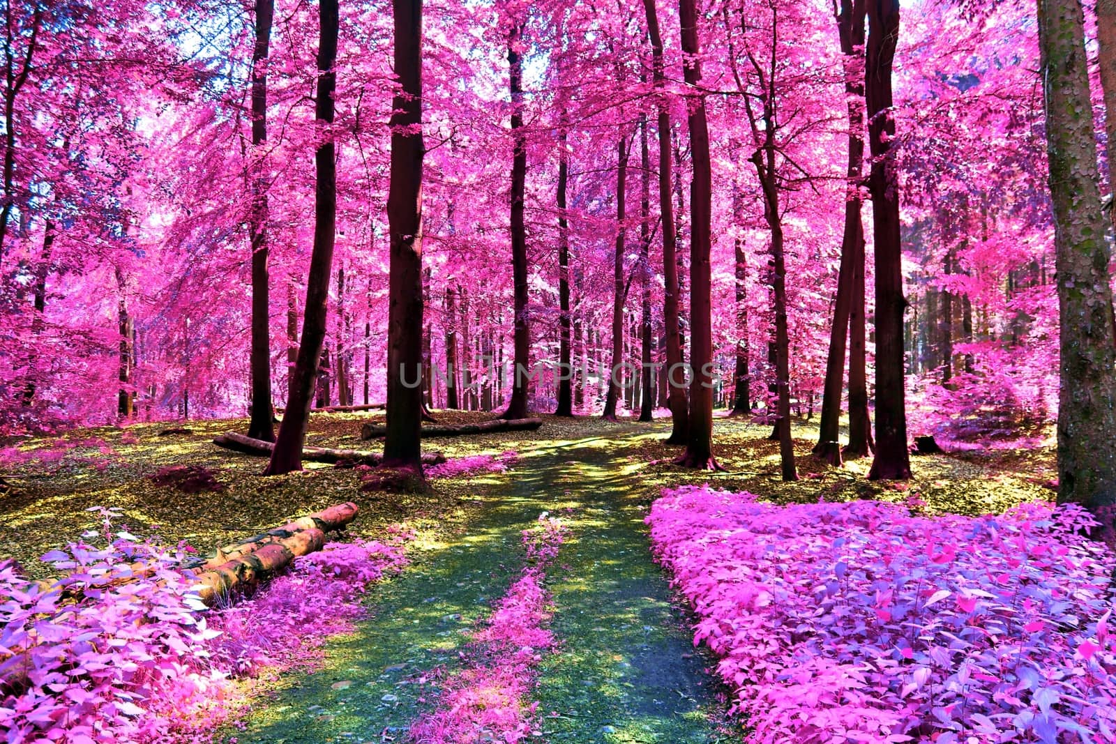 Beautiful pink and purple infrared panorama of a countryside landscape with a blue sky.