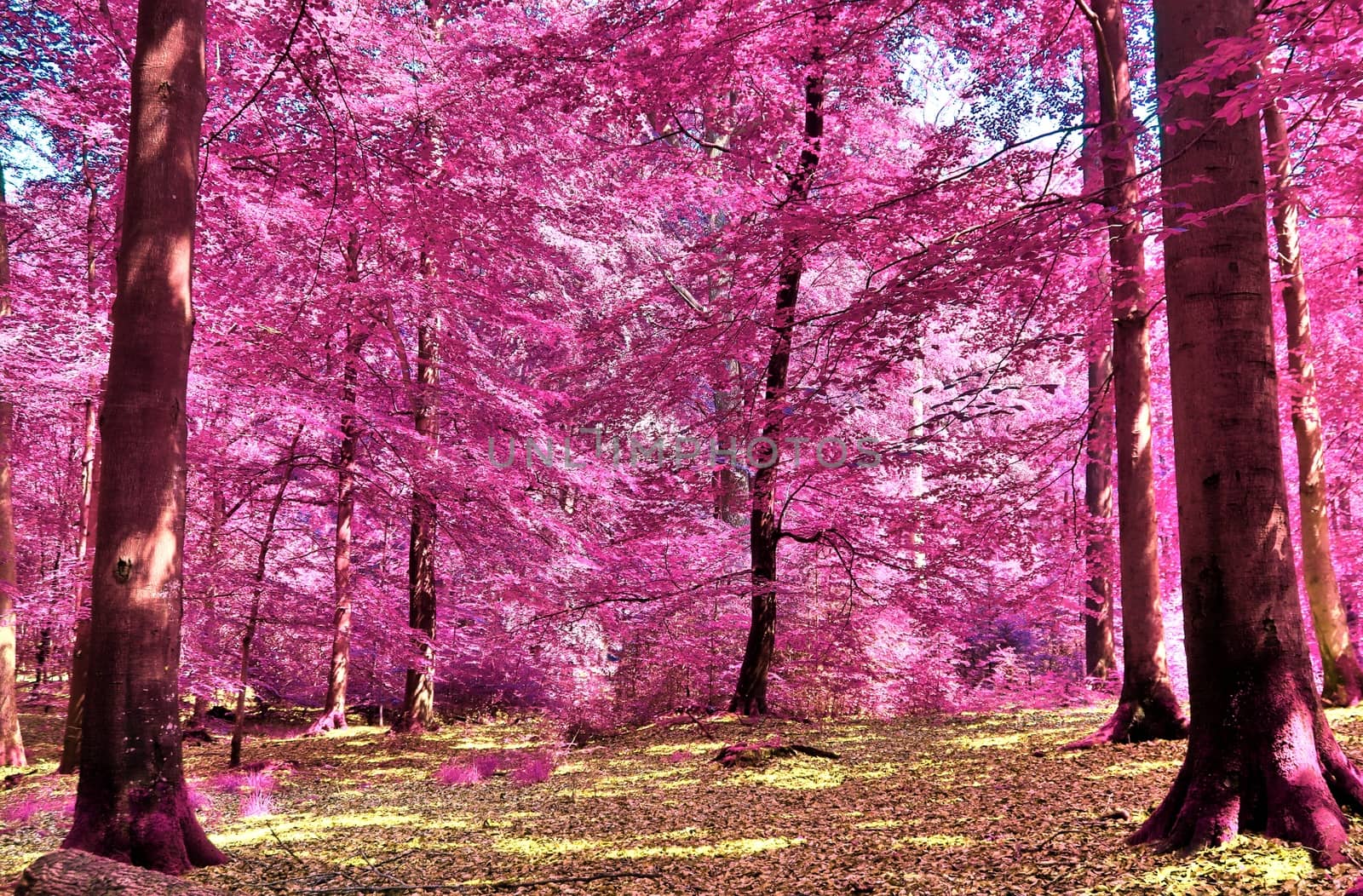 Beautiful pink and purple infrared panorama of a countryside lan by MP_foto71