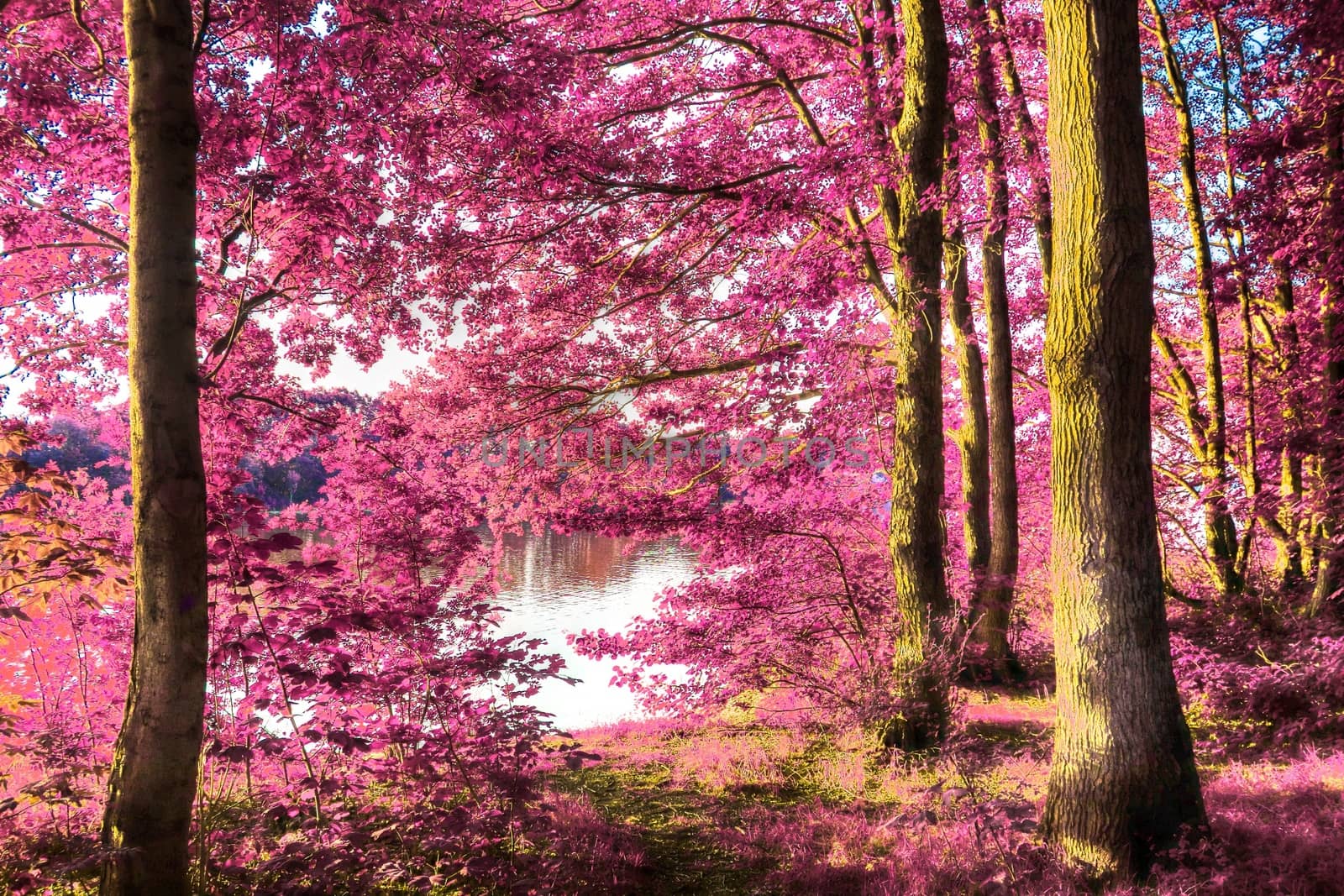 Beautiful pink and purple infrared panorama of a countryside landscape with a blue sky.