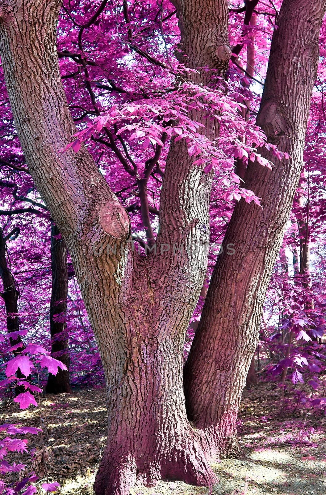 Beautiful pink and purple infrared panorama of a countryside landscape with a blue sky.