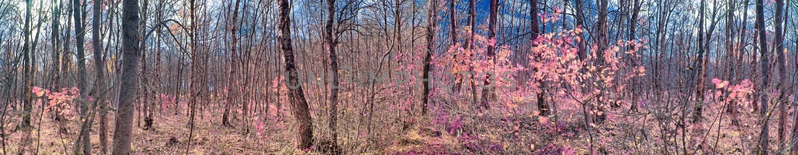 Beautiful pink and purple infrared panorama of a countryside landscape with a blue sky.