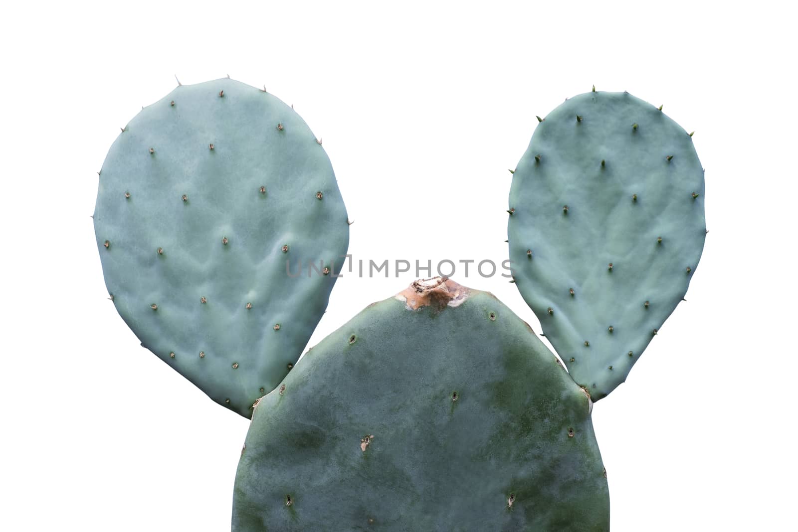 Opuntia robusta cactus isolated on white background with clipping path