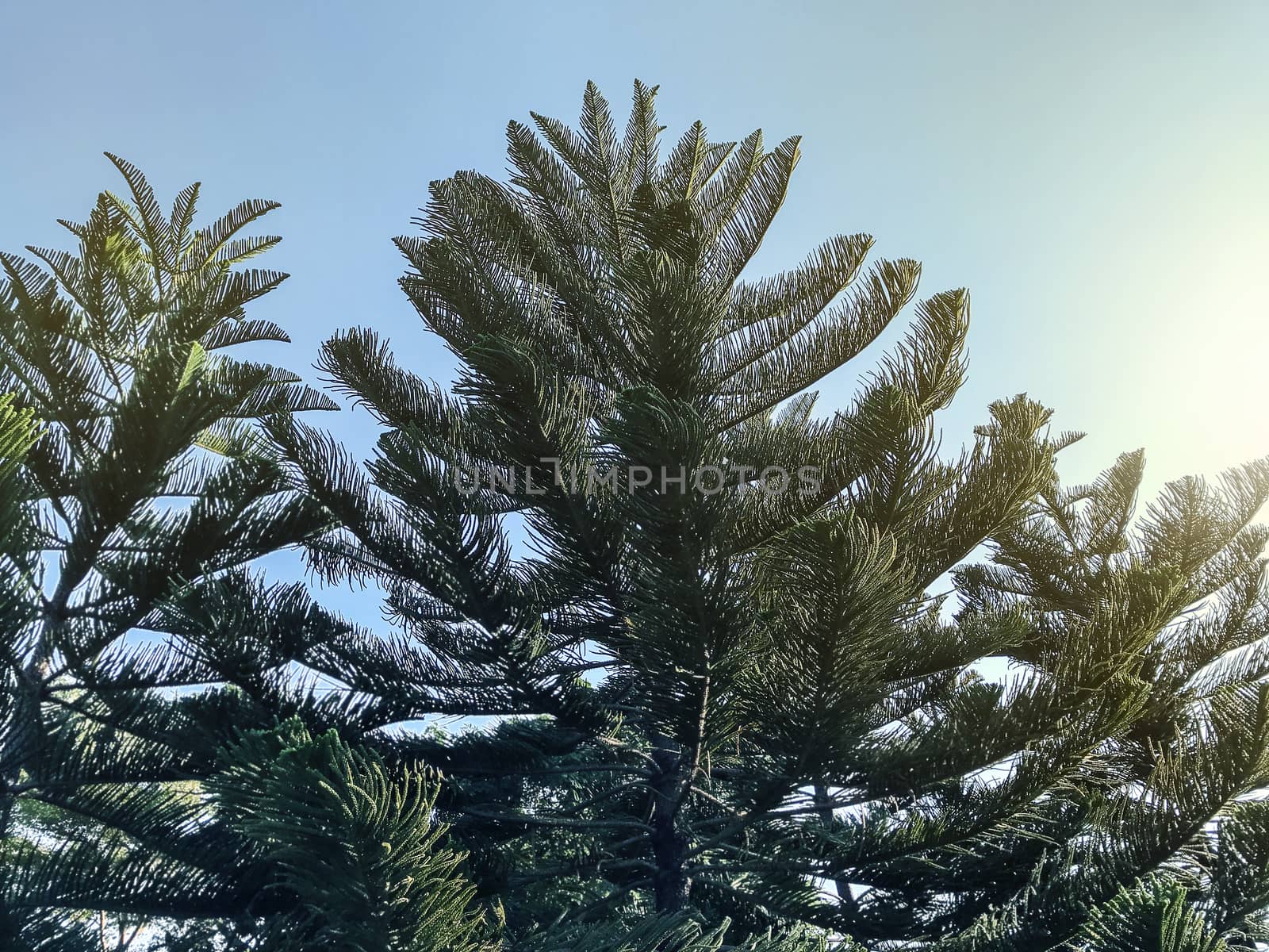 Pine tree with blue sky in the garden  by Myimagine