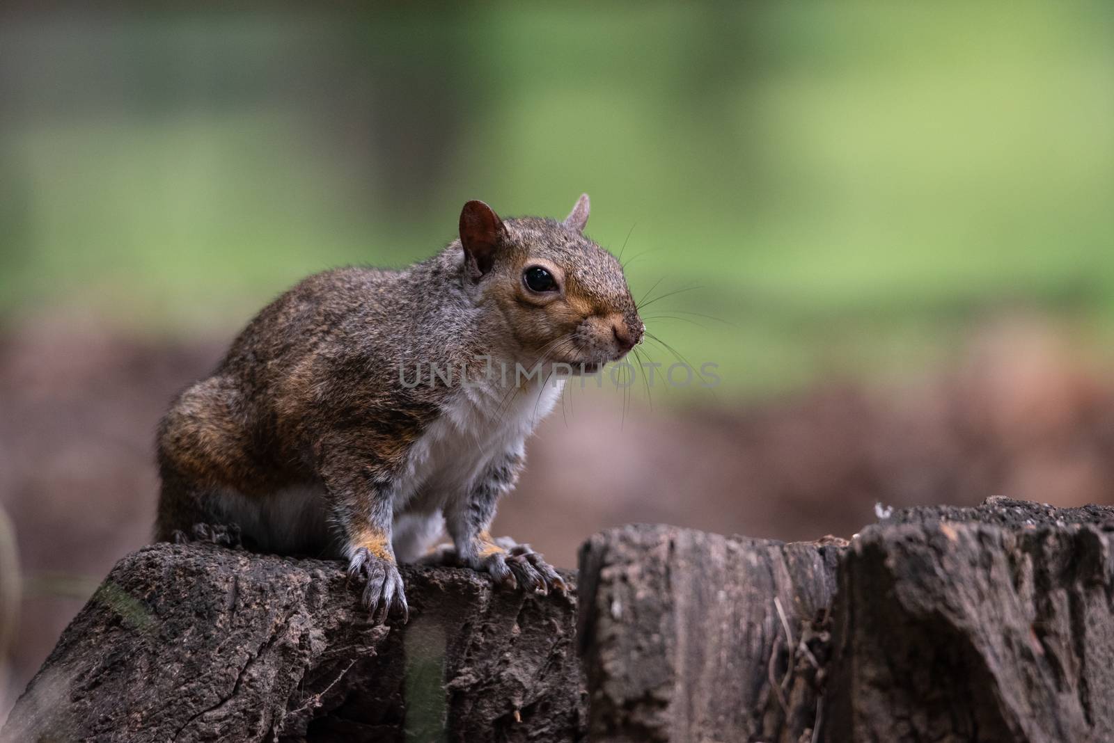 Free gray squirrel in a city park, small rodent