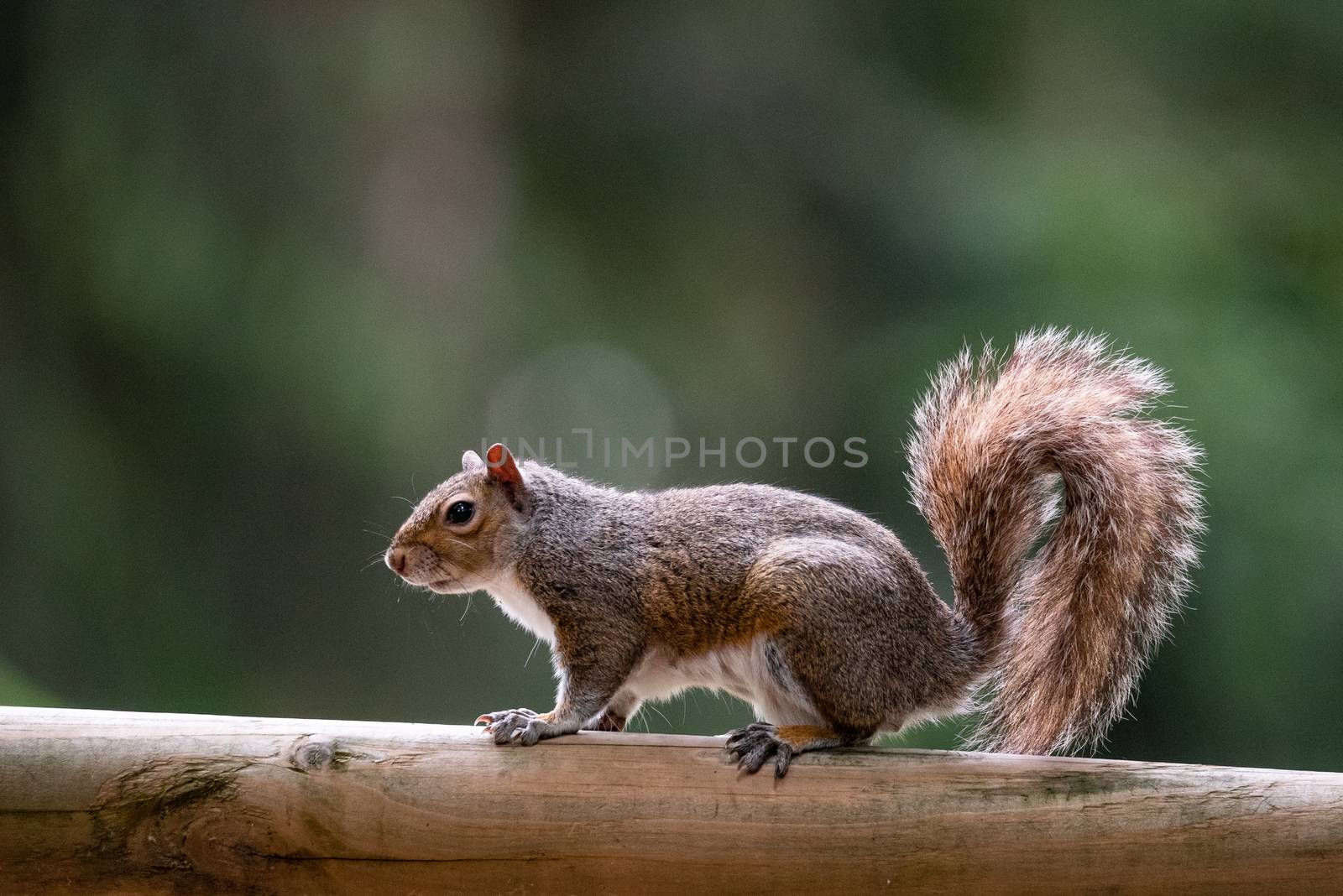 Free gray squirrel in a city park, small rodent